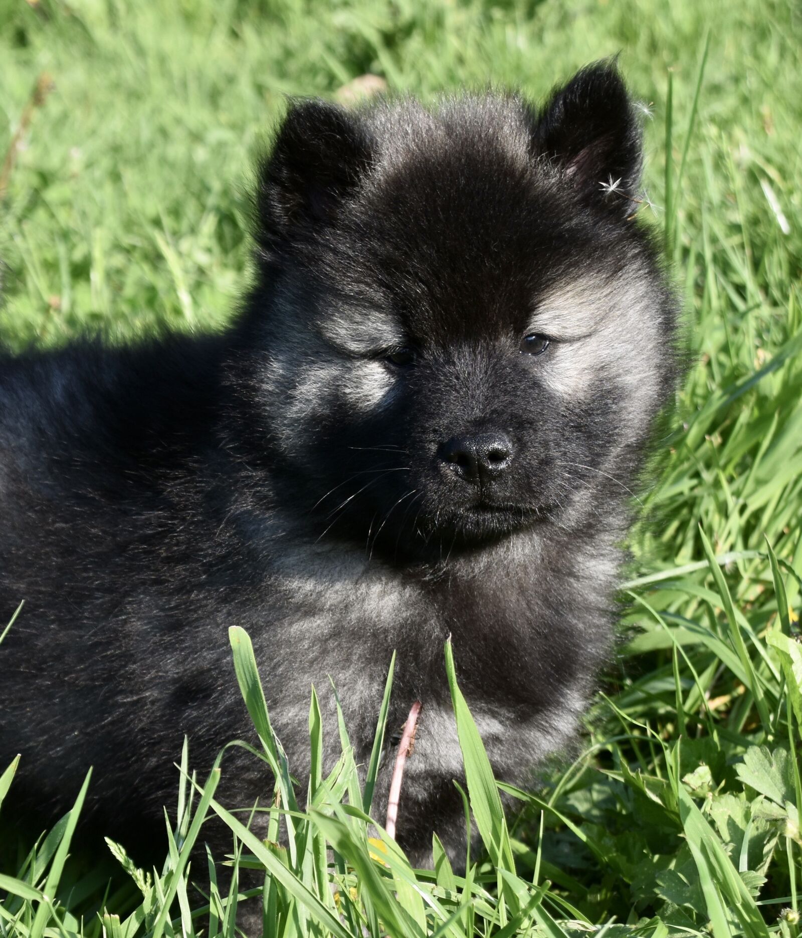 Nikon D5600 sample photo. Dog, pup, puppy photography