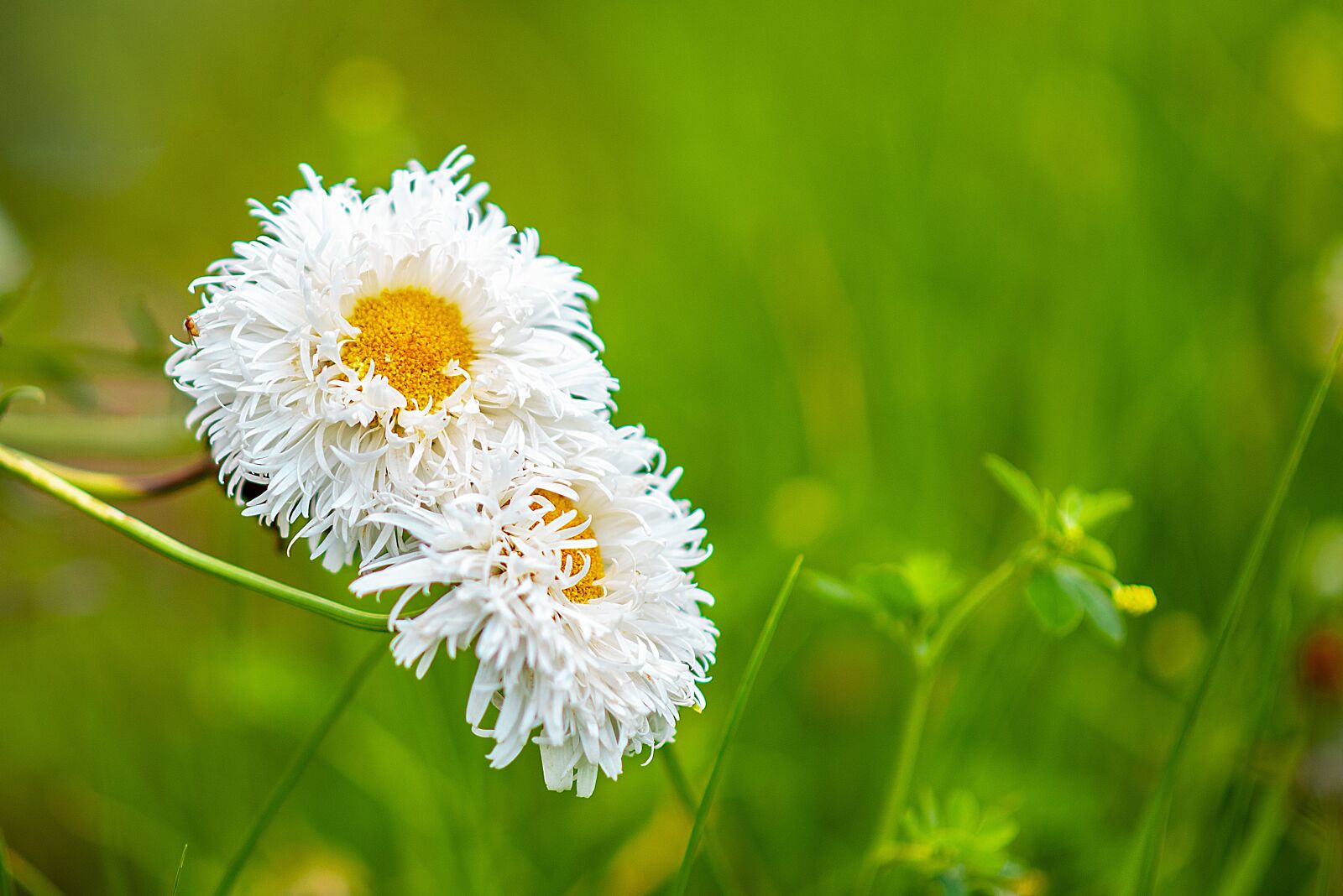 Nikon D600 sample photo. Daisy, flower, spring photography