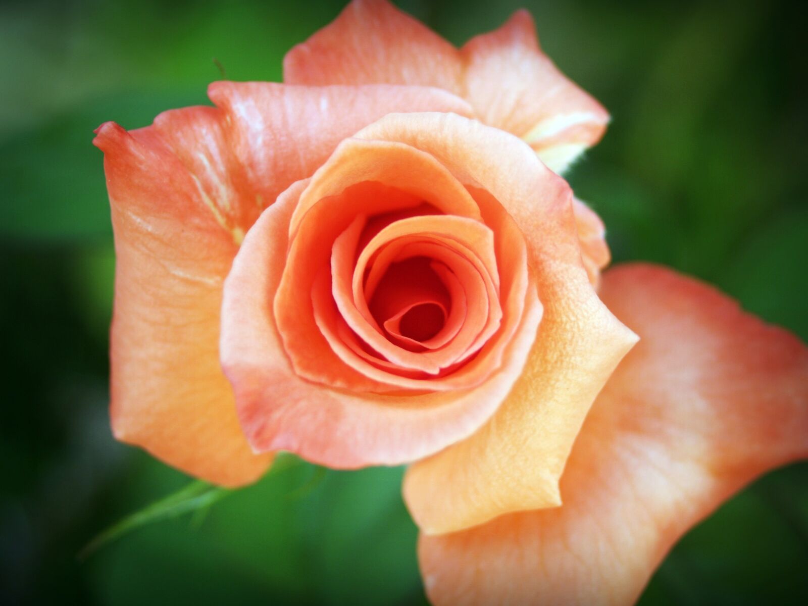Olympus E-300 (EVOLT E-300) sample photo. Rose, flower, isolated photography