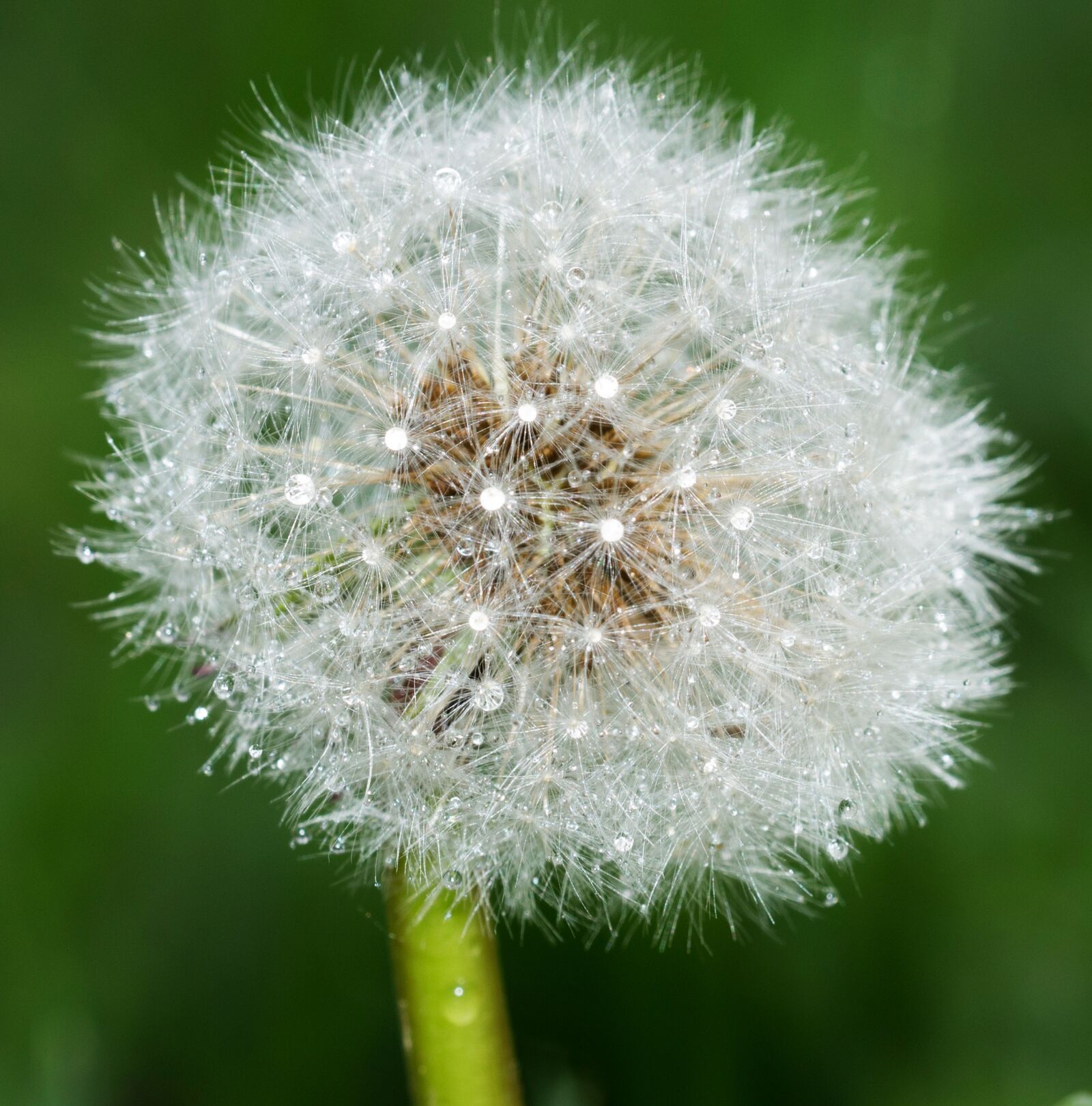 Nikon D3100 sample photo. Dandelion, nature, jarné flowers photography