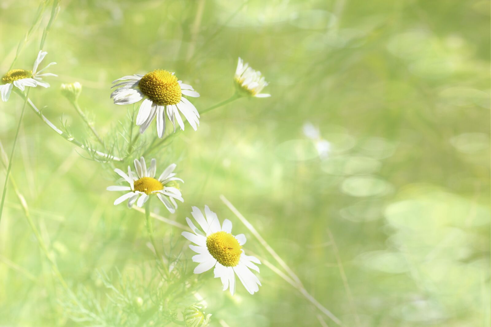 Nikon D5600 sample photo. Chamomile, the beach chamomile photography