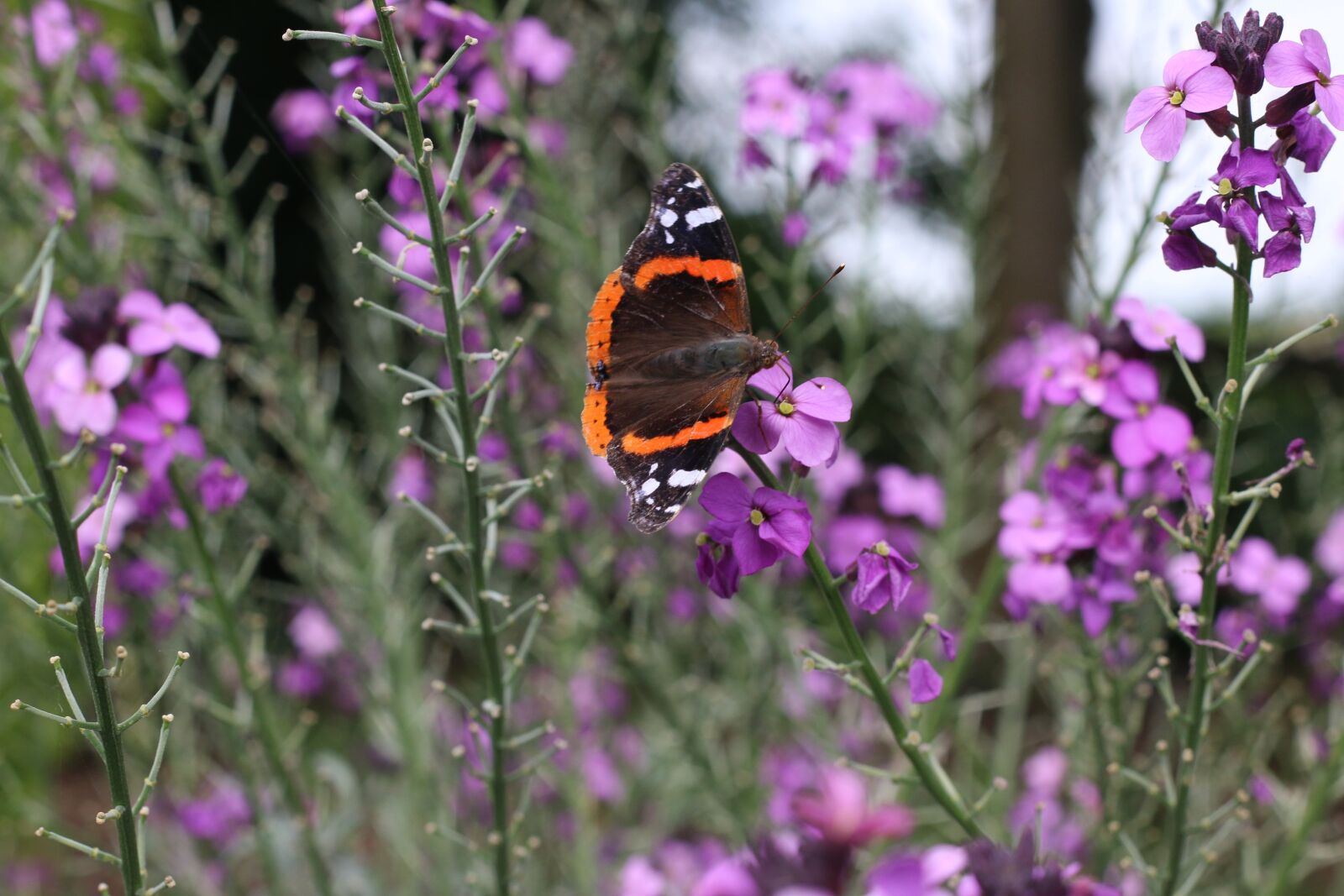 Canon EOS 70D + Canon EF 50mm F1.8 II sample photo. Butterfly, pink, flowers photography
