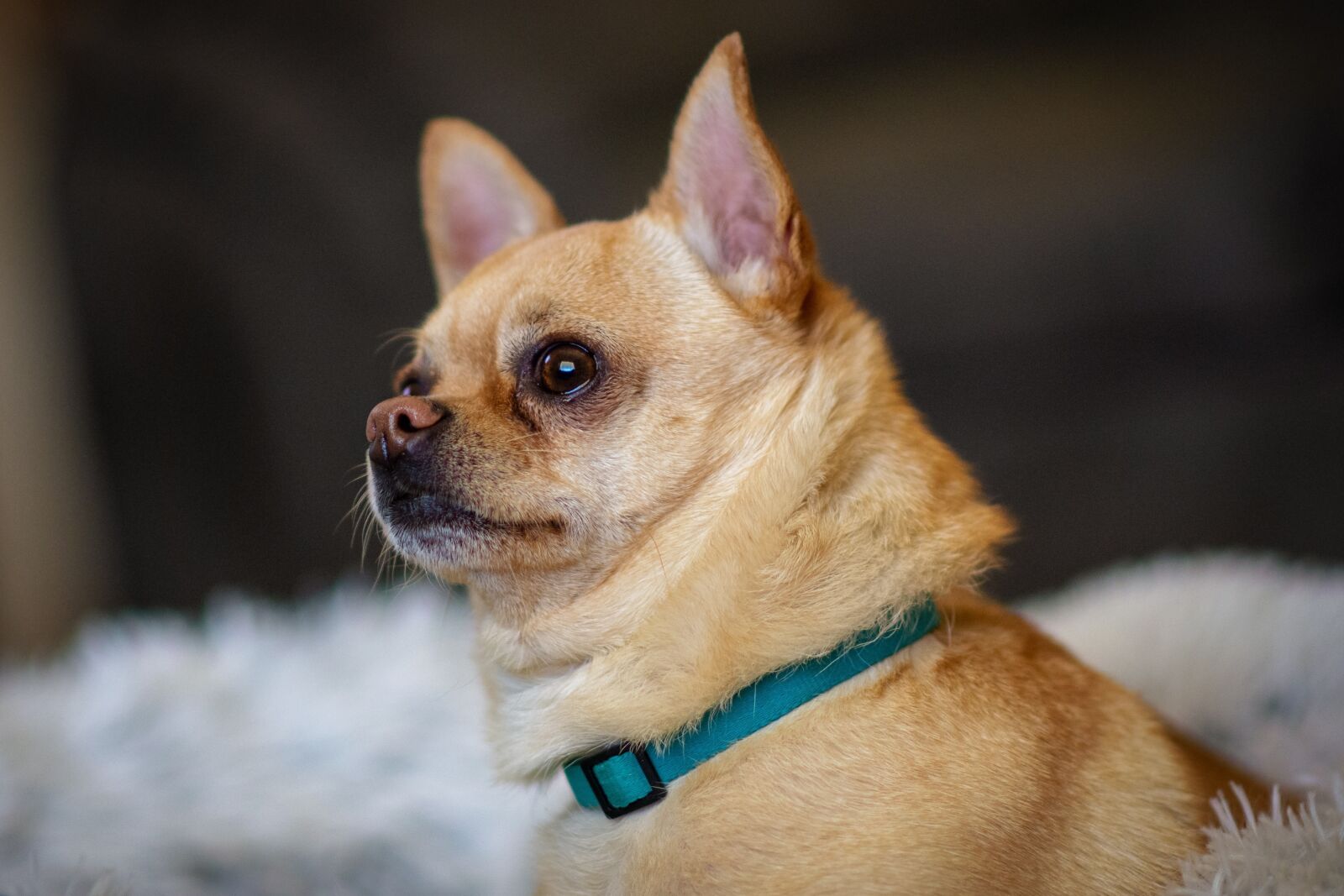Nikon D7200 sample photo. Cute, pet, animal photography