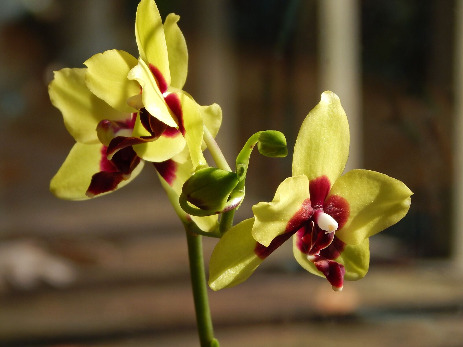 Nikon Coolpix L830 sample photo. Hybrid phalaenopsis with buds photography