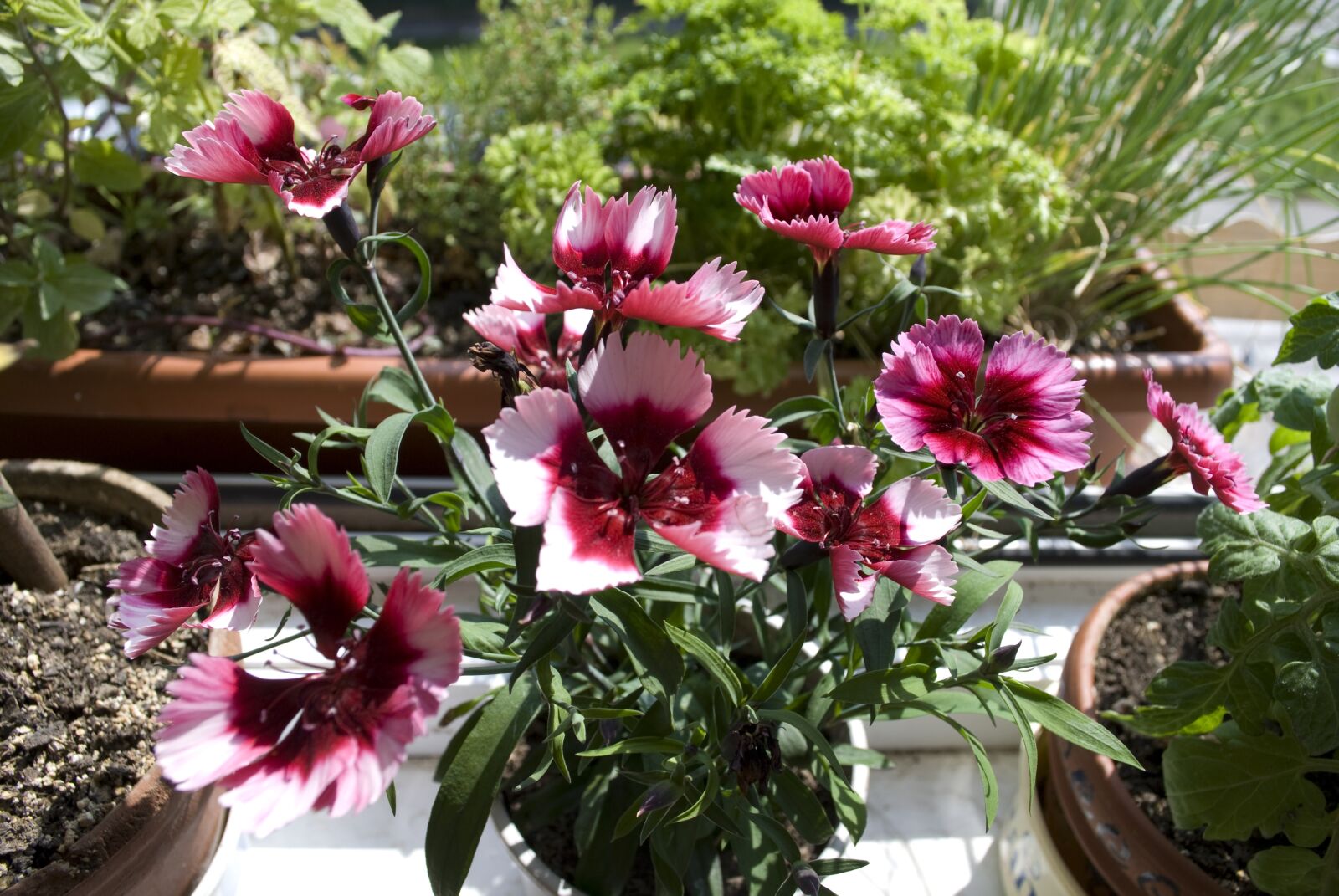 Nikon D60 sample photo. Garden plant, pink, plant photography