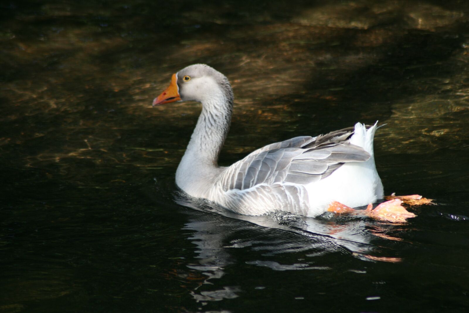 Canon EOS 400D (EOS Digital Rebel XTi / EOS Kiss Digital X) sample photo. Geese, animals, goose photography