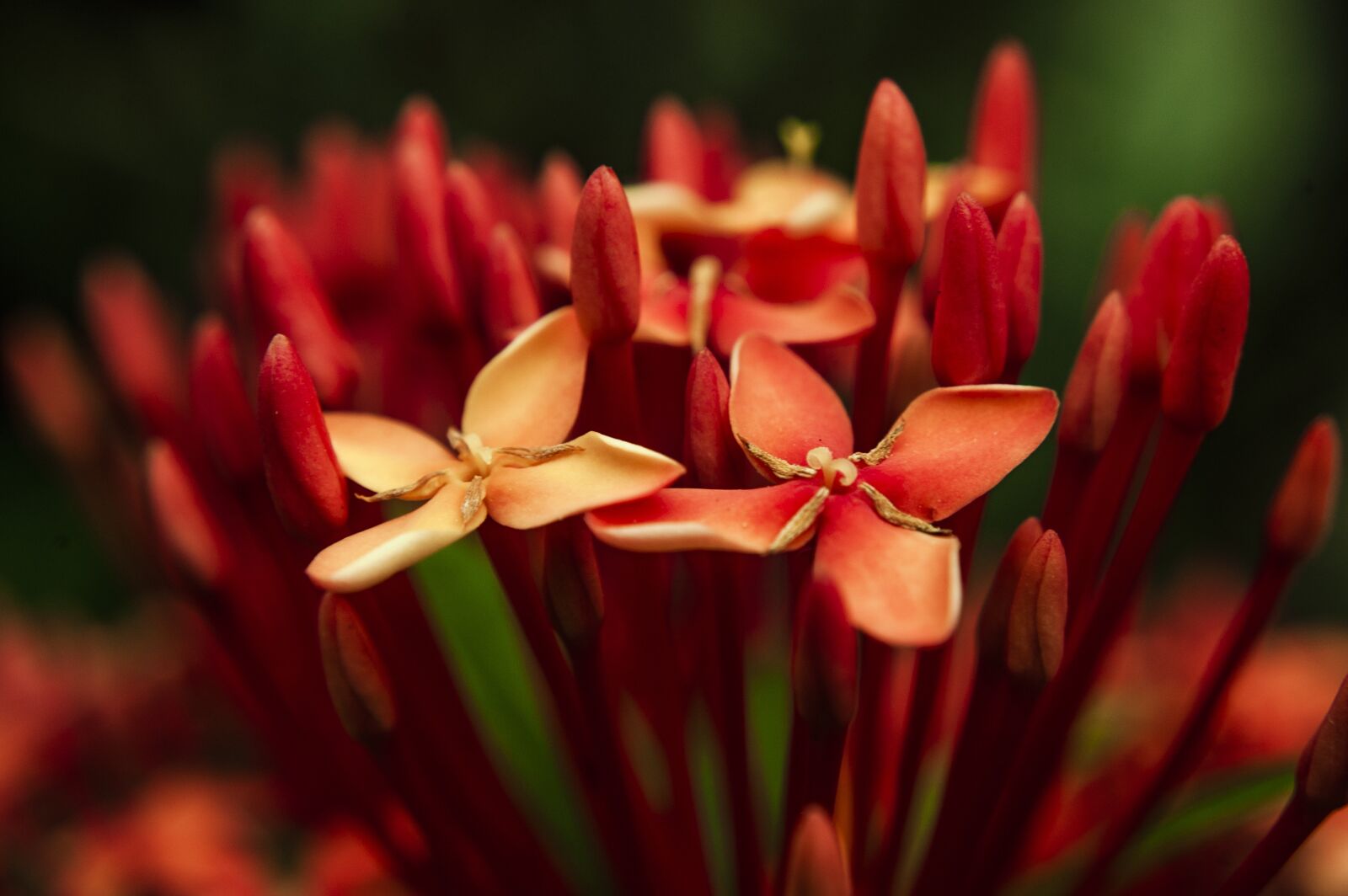 Nikon D40 sample photo. Nature, forest, color photography