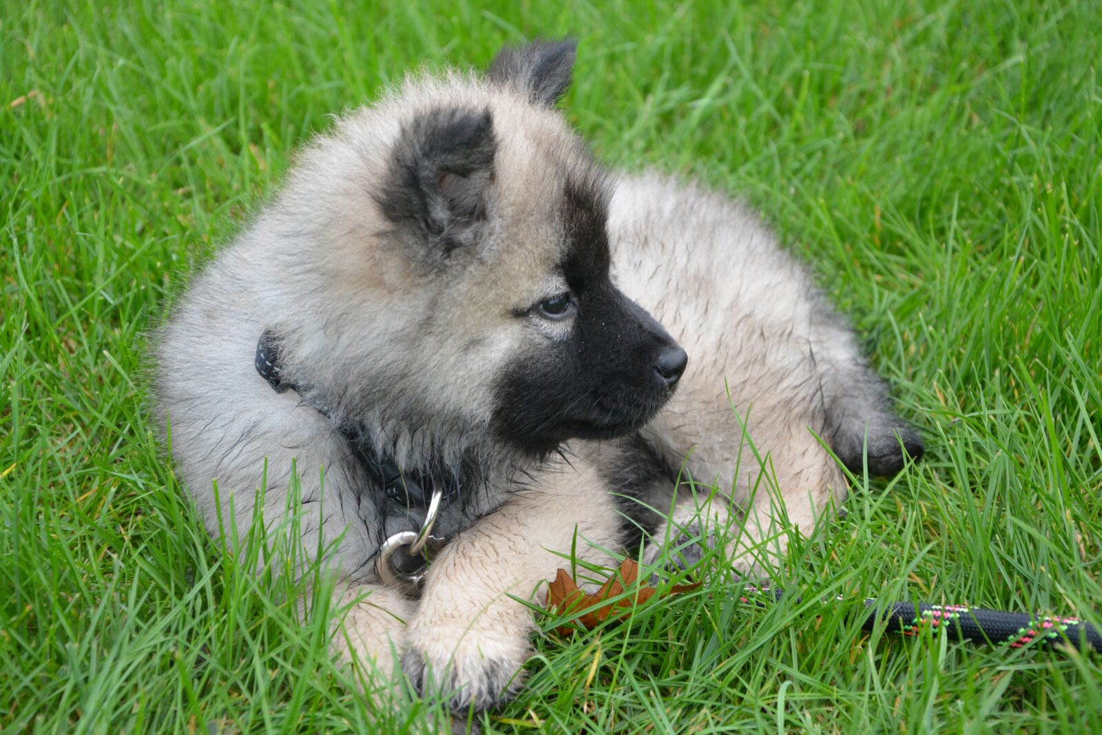 Nikon D5200 sample photo. Puppy, young dog lie photography