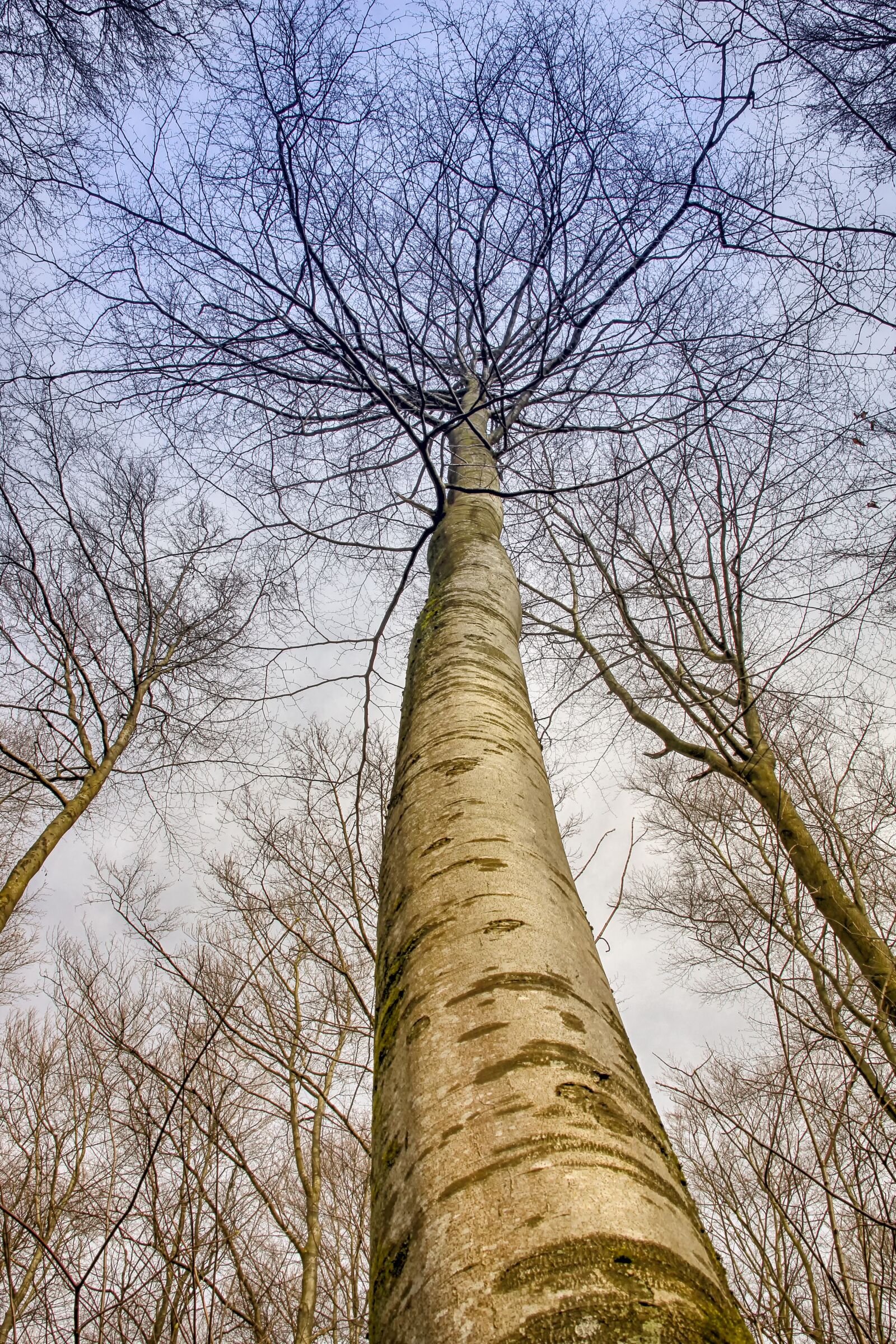 Canon EOS 550D (EOS Rebel T2i / EOS Kiss X4) sample photo. Tree, wood, nature photography