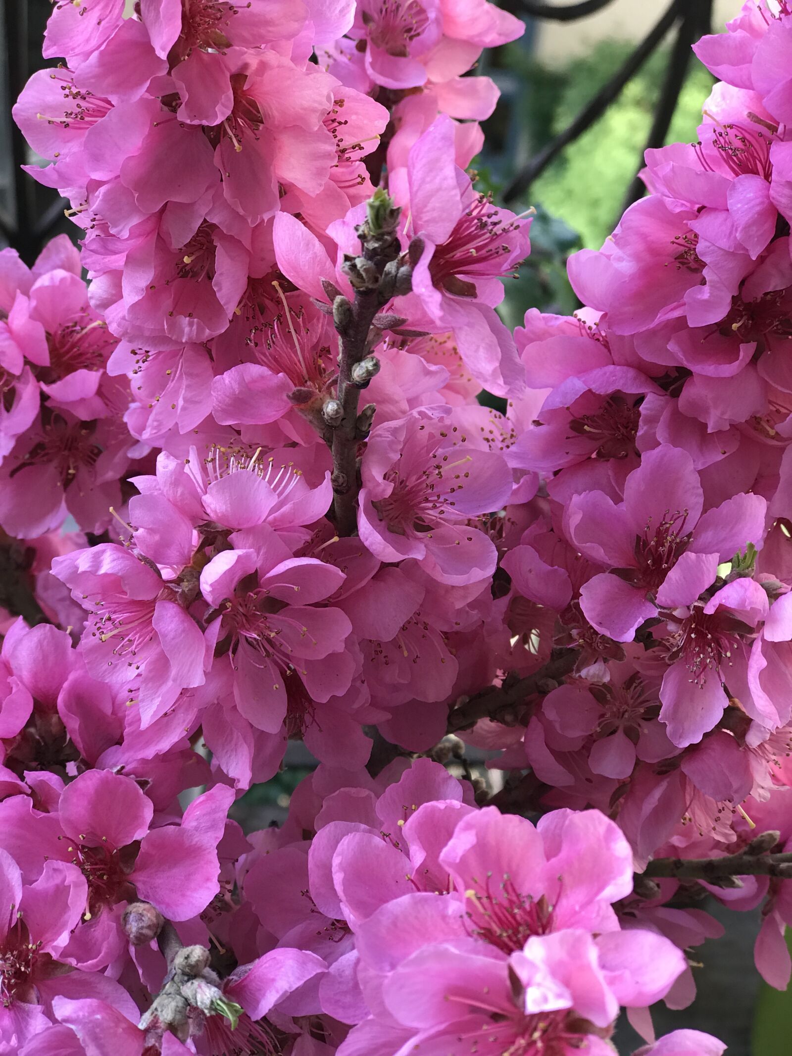 iPhone 7 Plus back dual camera 6.6mm f/2.8 sample photo. Flowers, magenta, pink photography