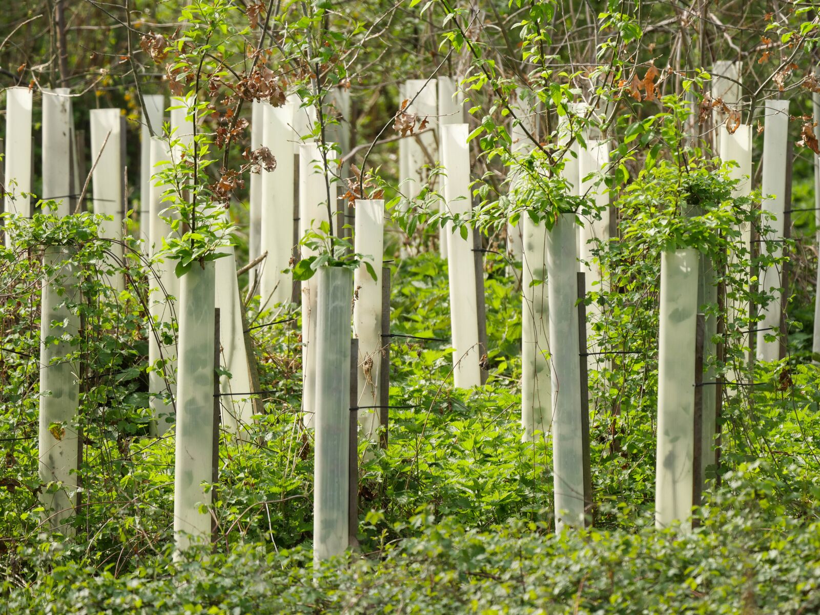 Panasonic Lumix DMC-GX8 + LEICA DG 100-400/F4.0-6.3 sample photo. Trees, rearing, nursery photography