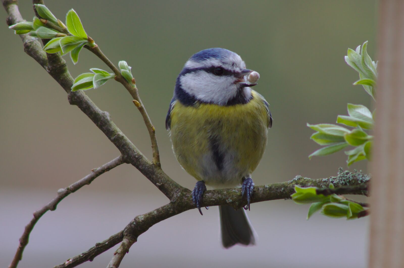 Canon EOS 50D sample photo. Bluetit, uk, bird photography