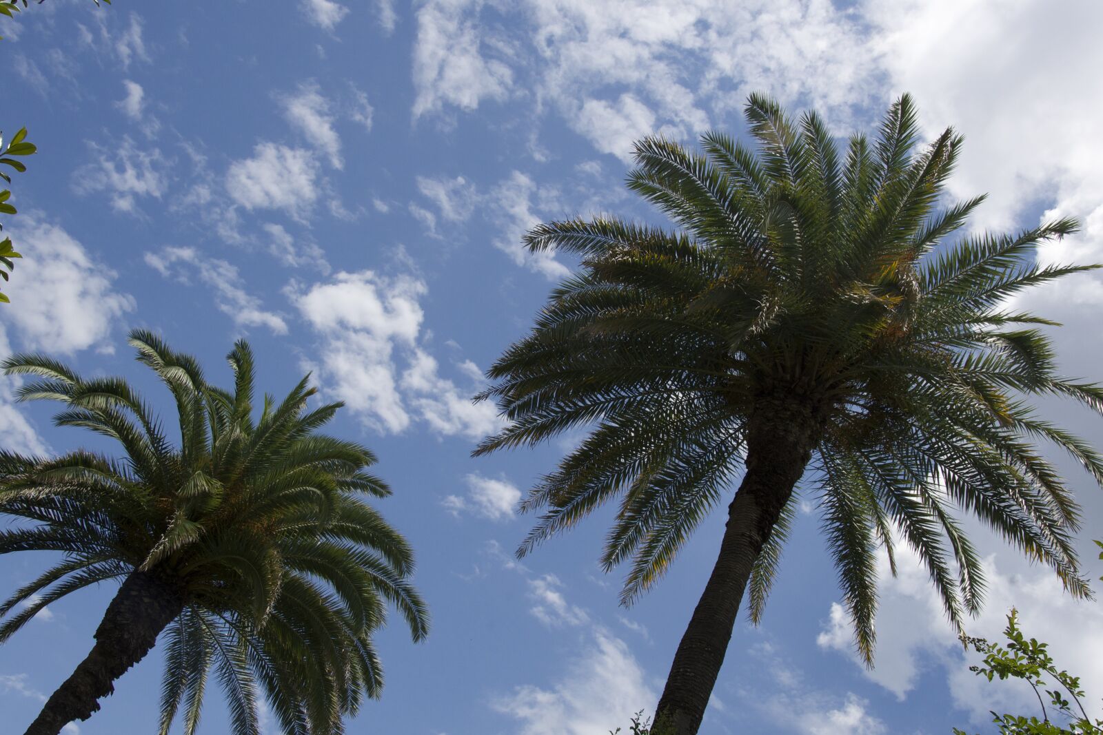 Nikon D810 sample photo. Palm, tree, tropical photography