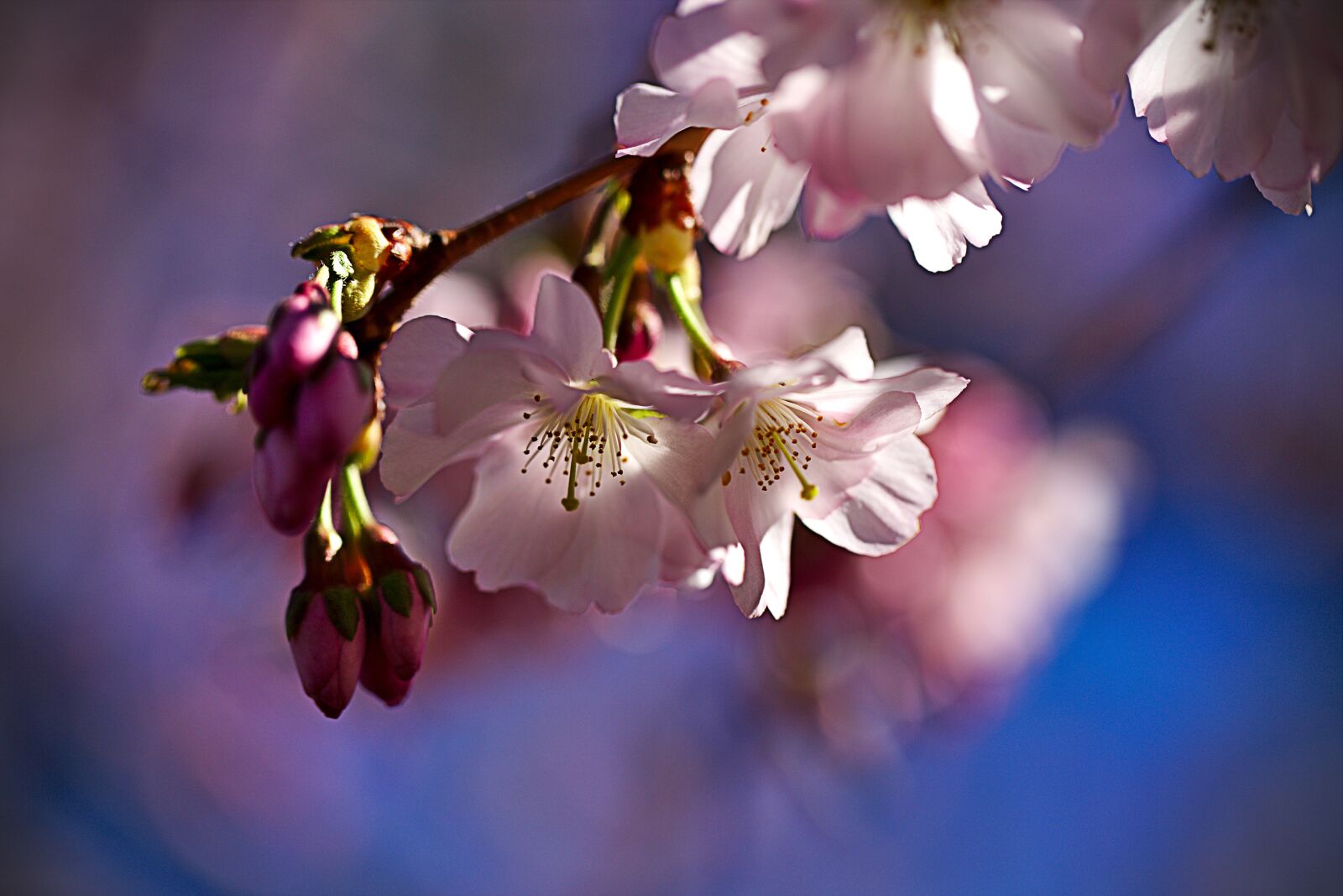 Canon EF 100mm F2.8L Macro IS USM sample photo. Cherry, spring, pink photography