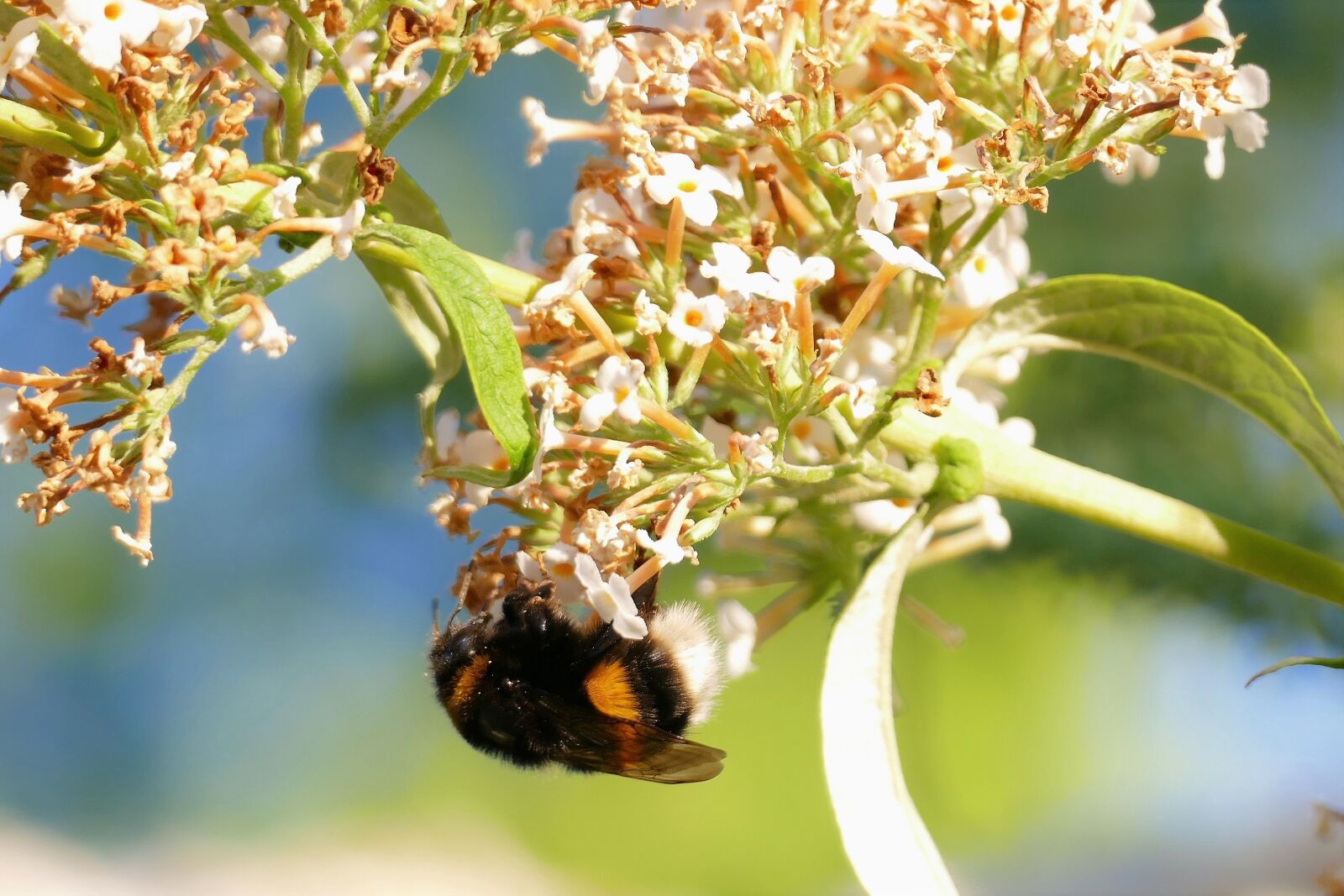 Panasonic Lumix DMC-FZ1000 sample photo. Bee, hummel, summer photography