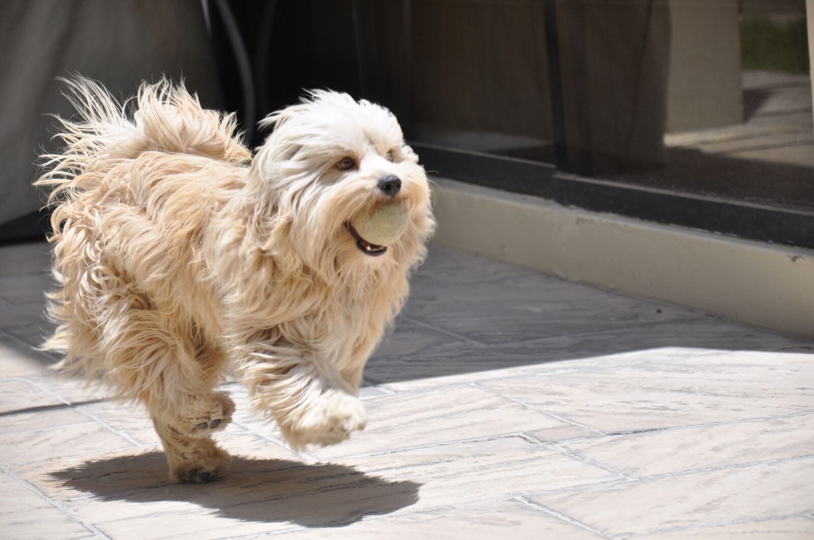 Nikon D90 sample photo. Dog running, pet, animal photography