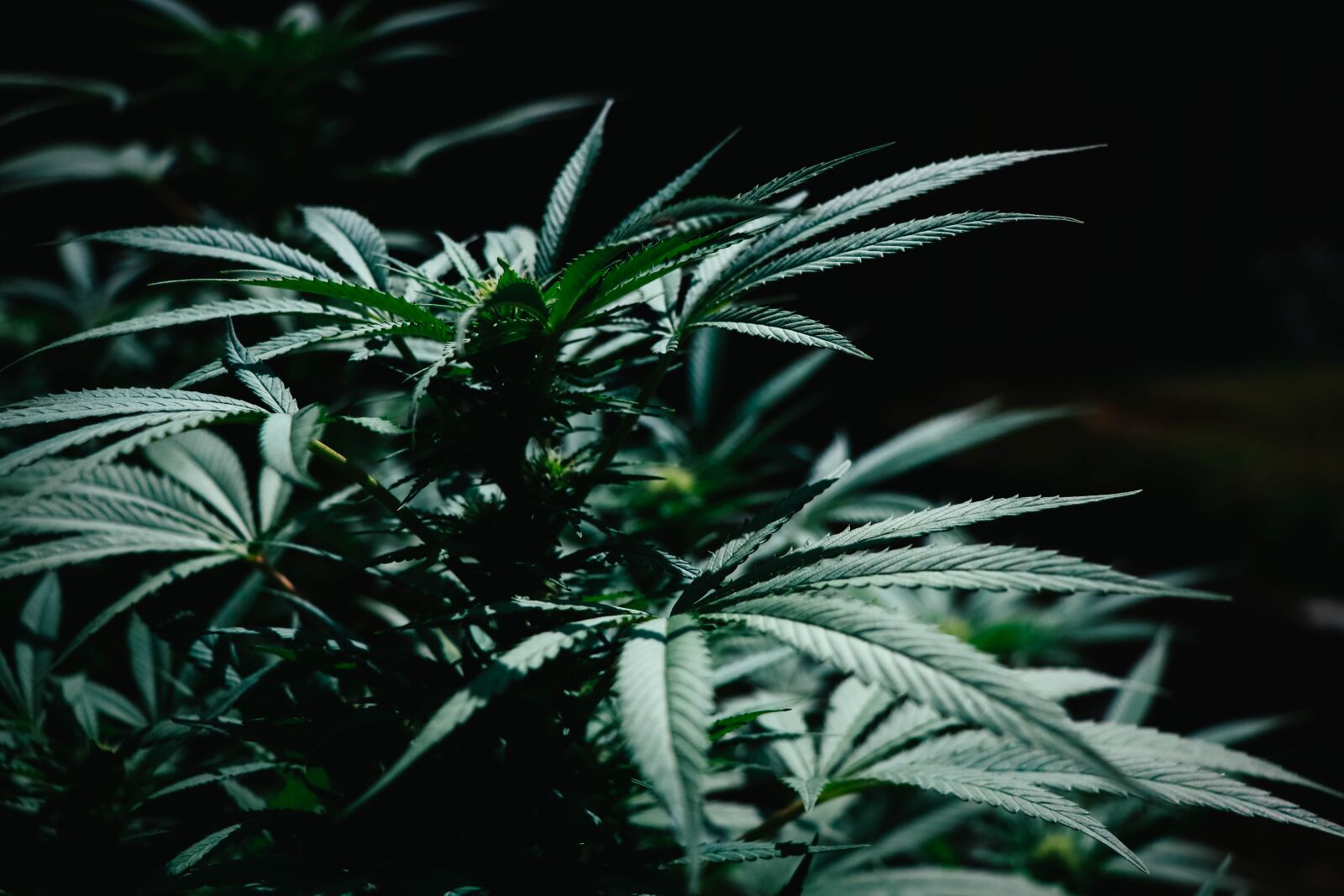 Canon EF-S 18-135mm F3.5-5.6 IS USM sample photo. Marijuana, plant, leaves photography