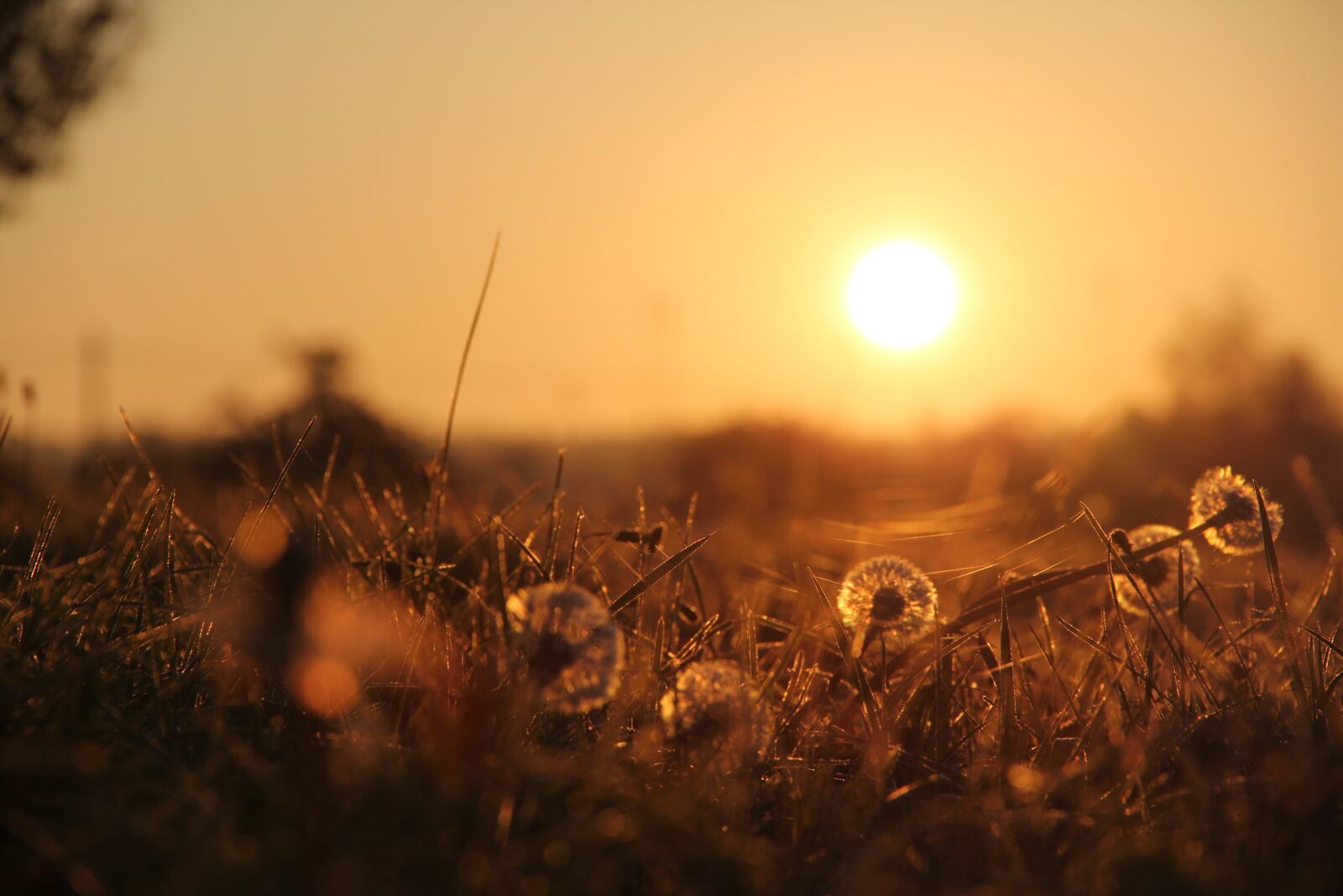 Canon EOS 550D (EOS Rebel T2i / EOS Kiss X4) sample photo. Dandelion, nature, flora photography