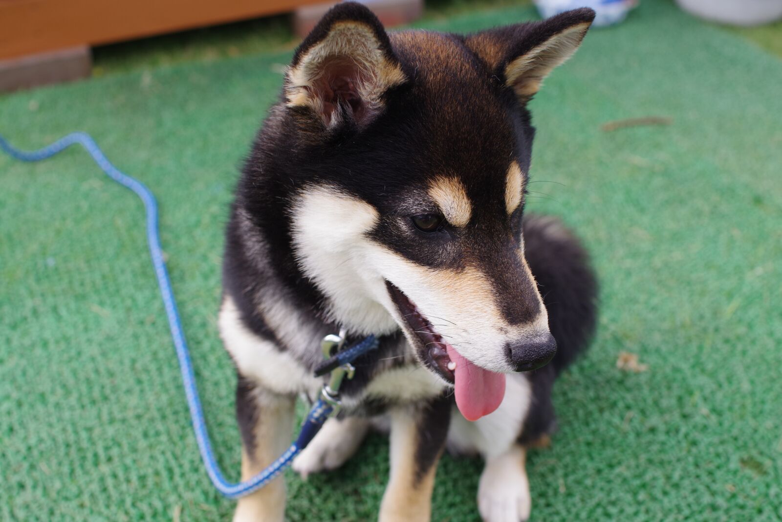 Pentax K-70 sample photo. Animal, shiba inu, black photography