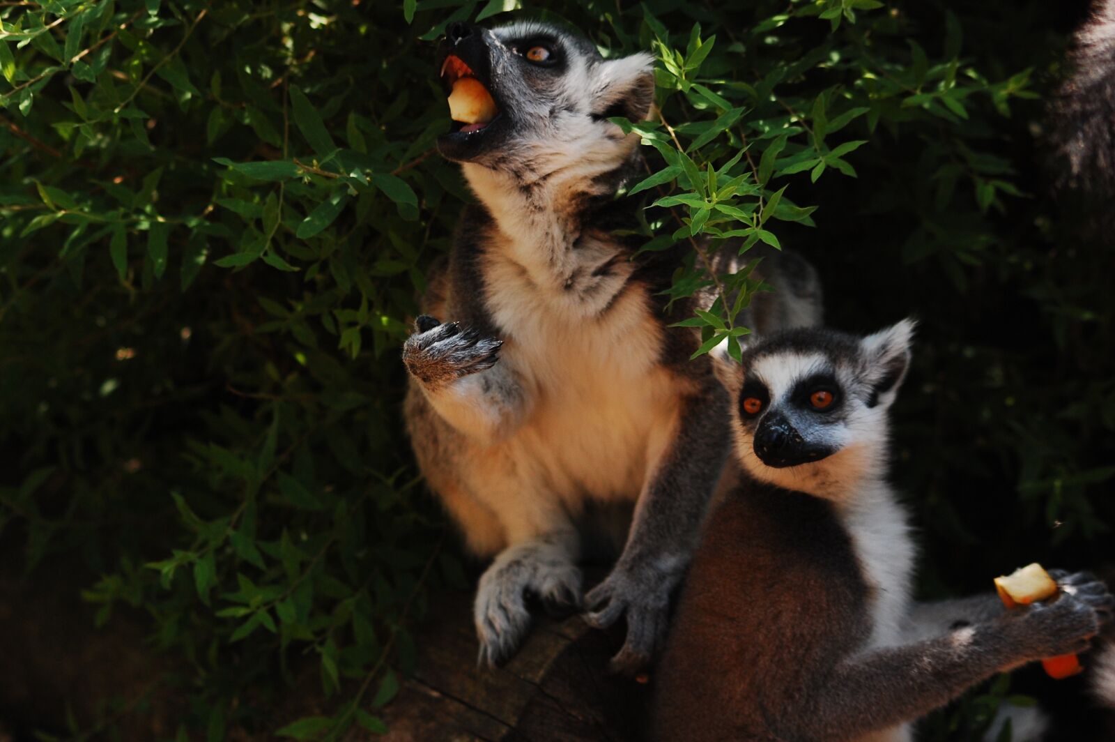 Nikon D40 sample photo. Lemur, sitting, zoo photography