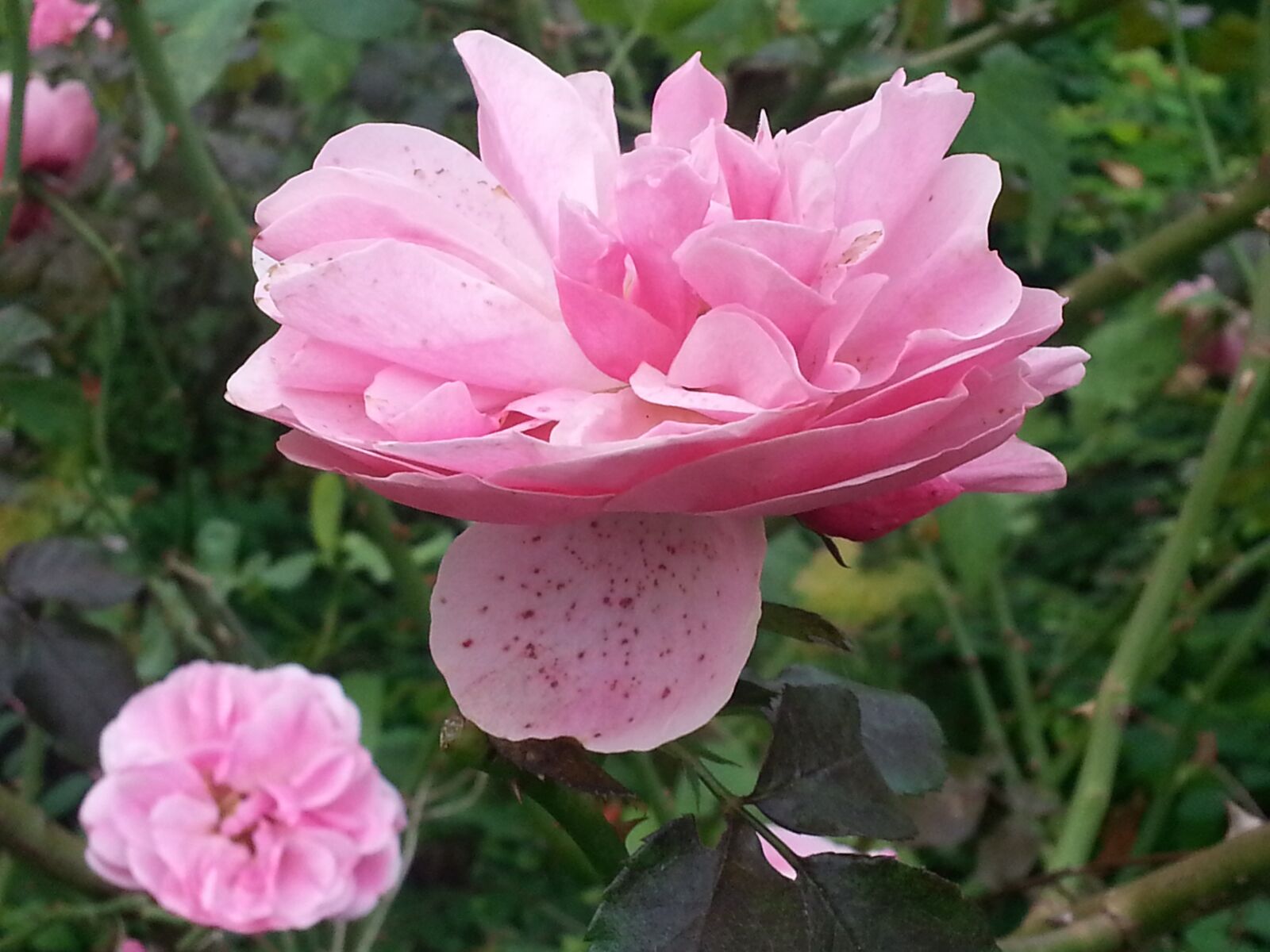 Samsung Galaxy S3 sample photo. Floating, flower, rose photography