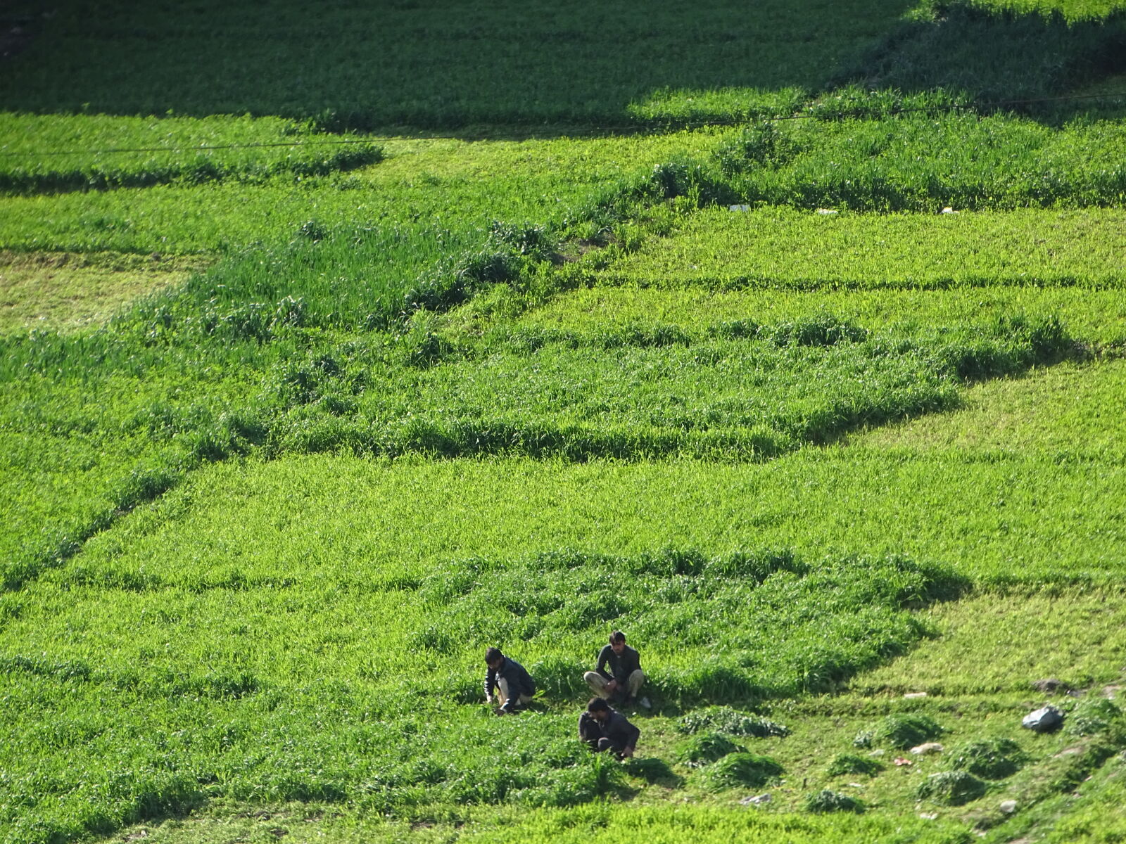 Sony Cyber-shot DSC-HX400V sample photo. Green, field, men, ripe photography
