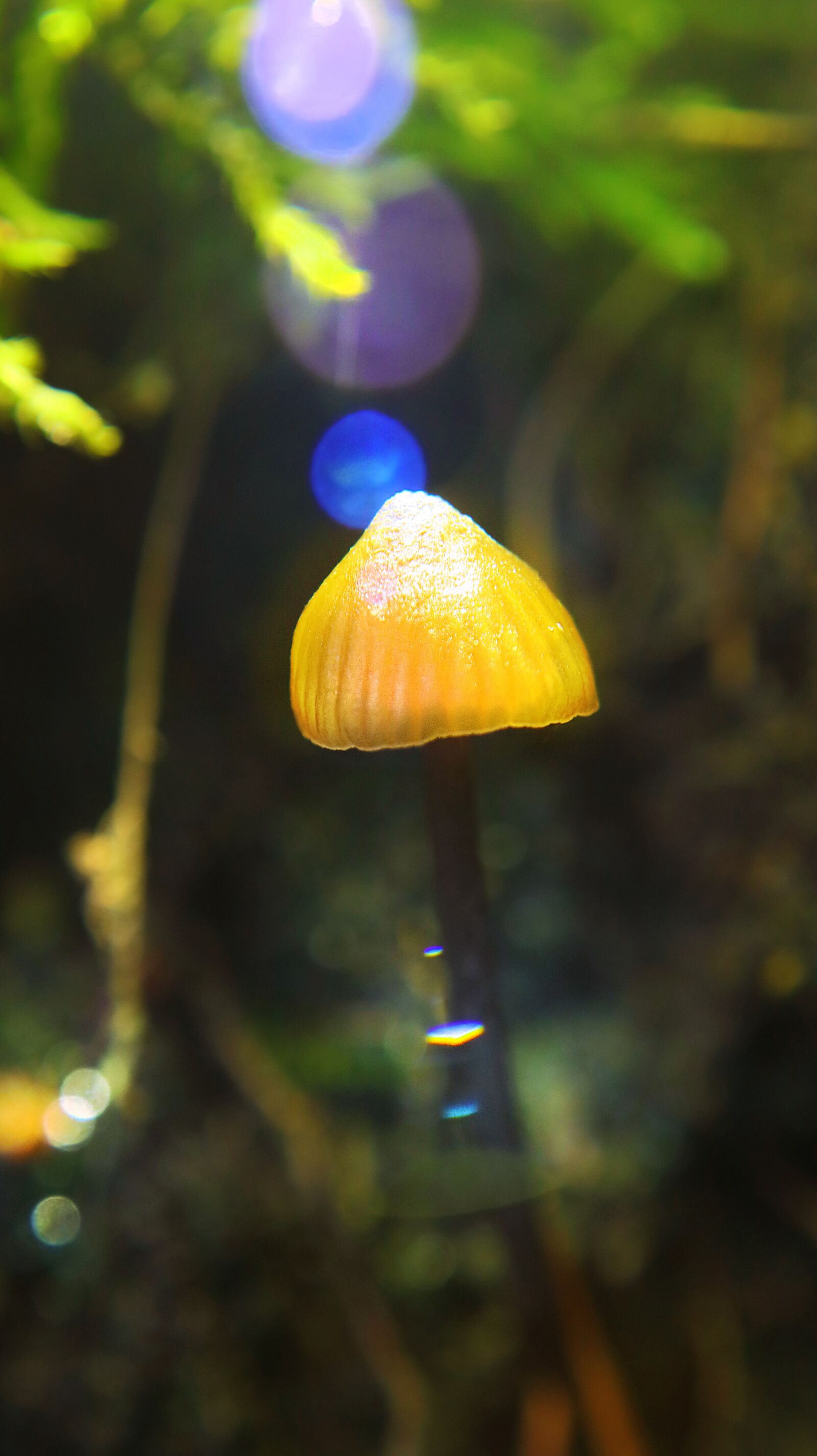 Canon EF-M 15-45mm F3.5-6.3 IS STM sample photo. Mushroom, autumn, leaves photography
