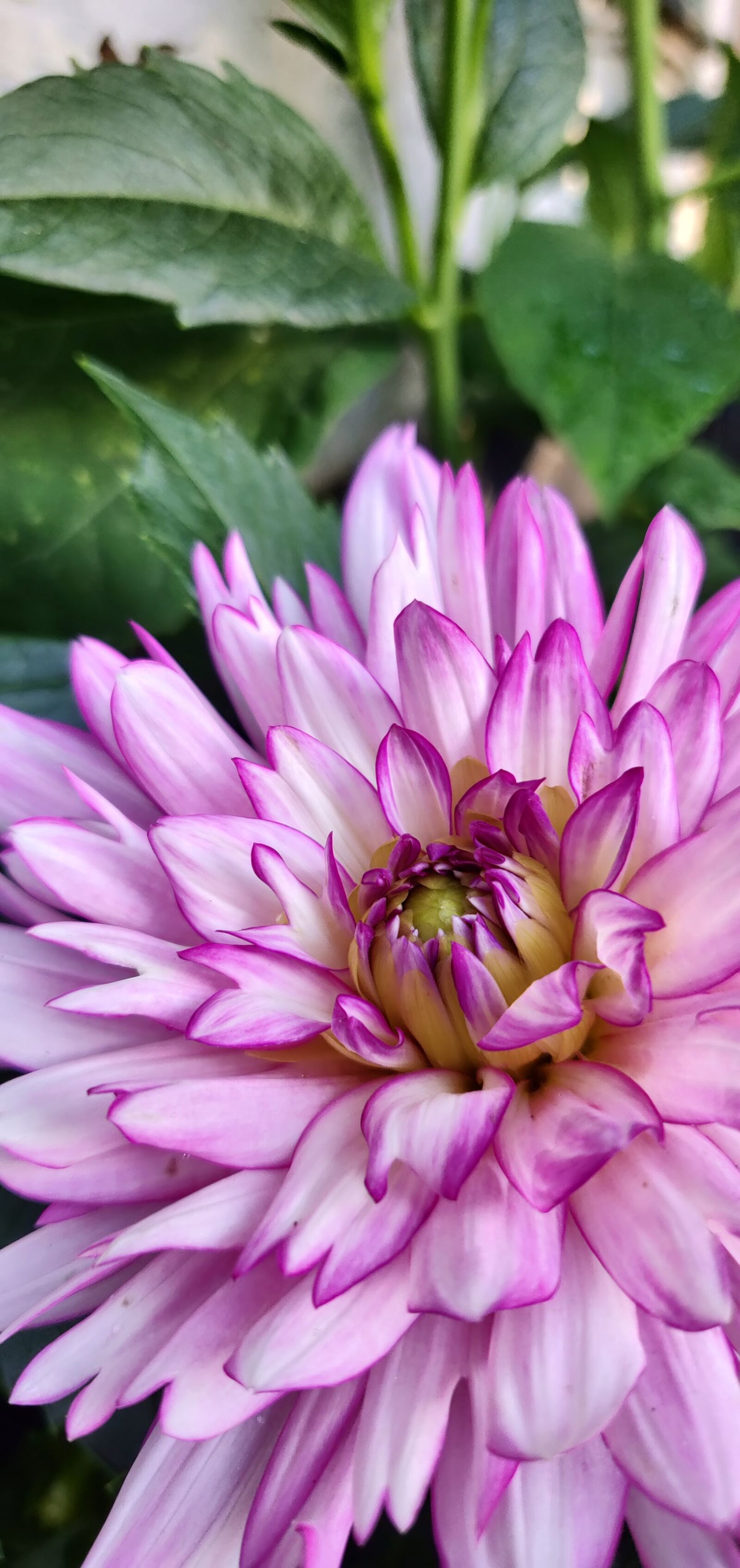 OnePlus 6 sample photo. Pink, flower, portrait photography