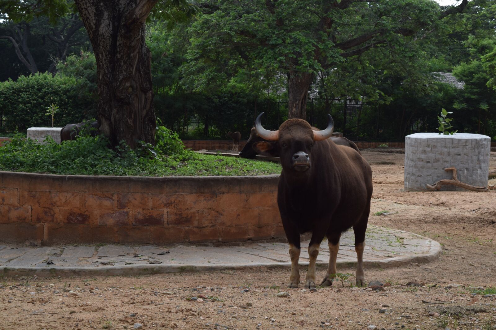 Nikon D5300 sample photo. Zoo, mysore, tourist place photography
