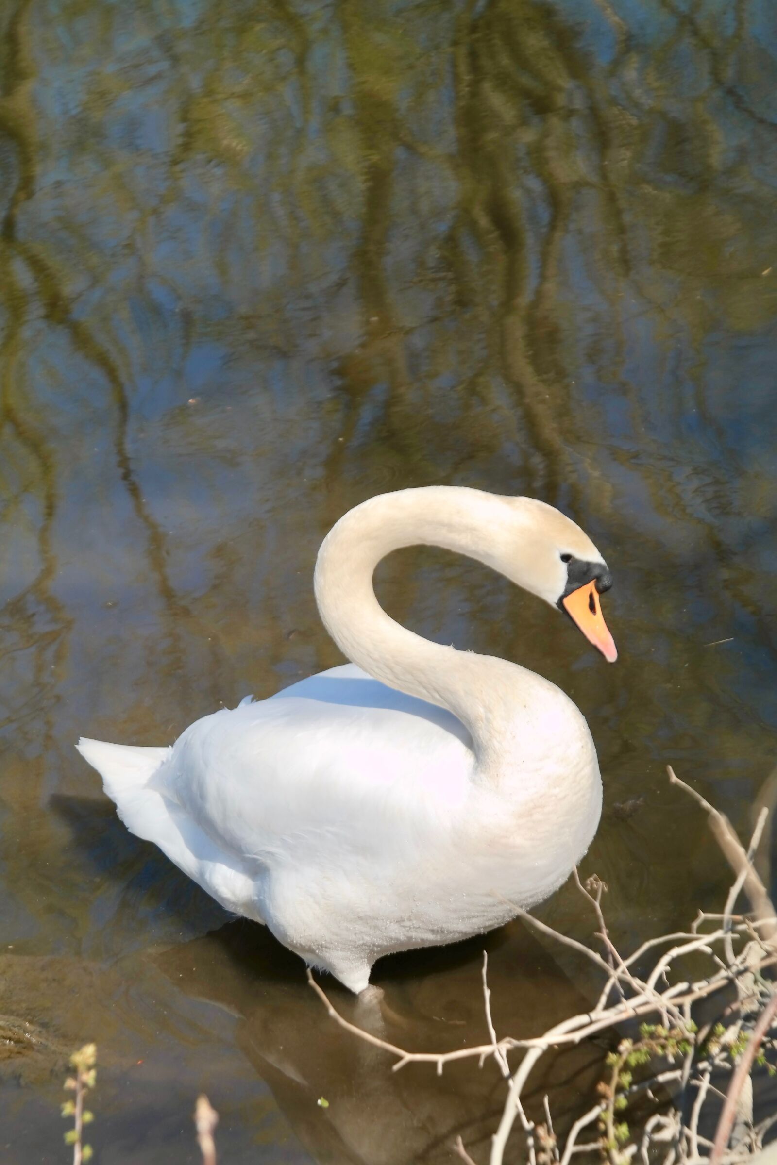 Samsung NX300 sample photo. Swan, white, bird photography