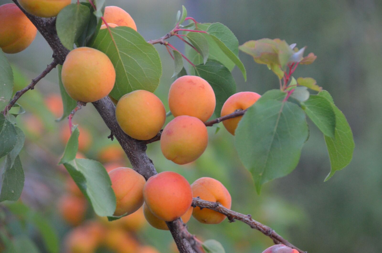 Nikon D5100 sample photo. Apricot tree, regenerative agriculture photography