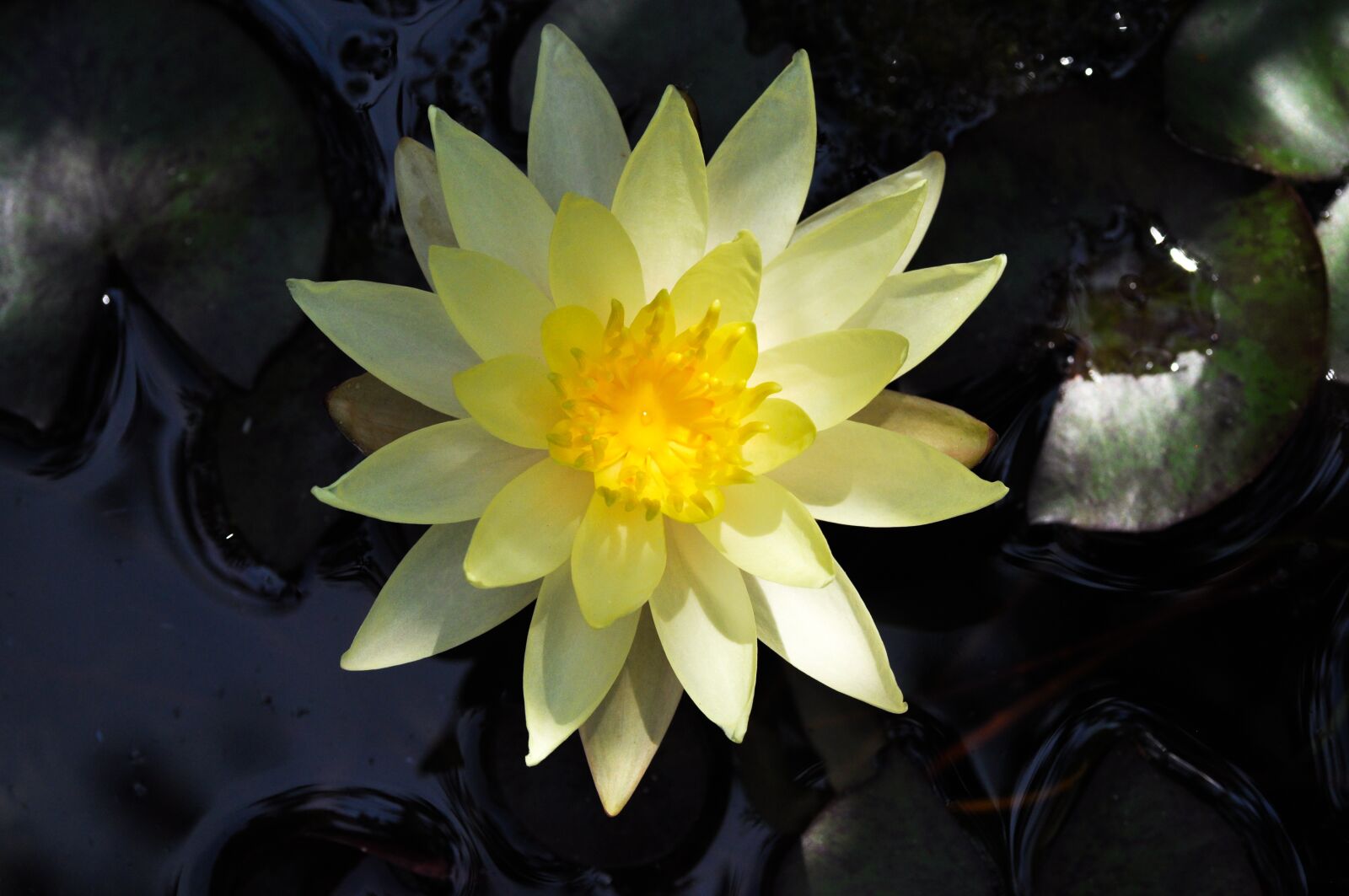 Tamron SP 90mm F2.8 Di VC USD 1:1 Macro sample photo. Lotus, flower, water photography