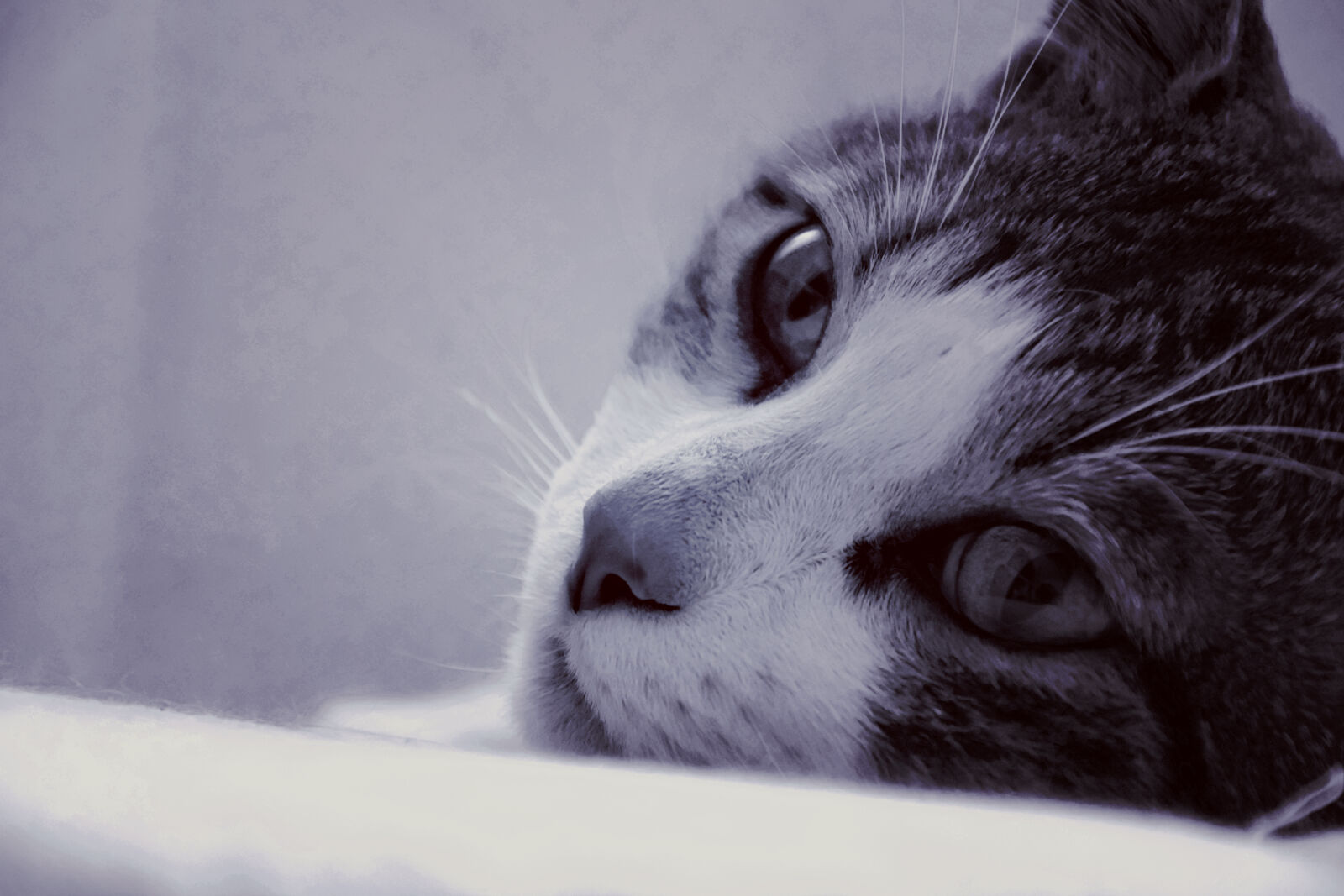 Nikon D3300 sample photo. Macro, lens, photo, of photography