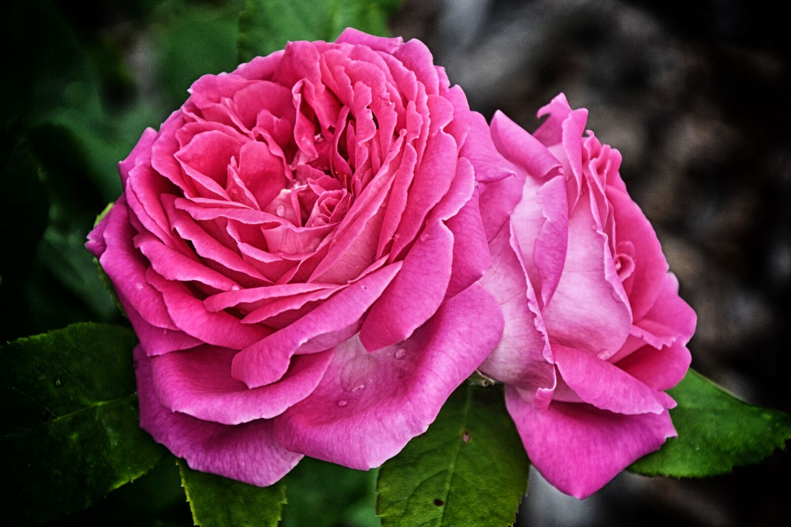 Nikon D5100 sample photo. Rose, red, red rose photography