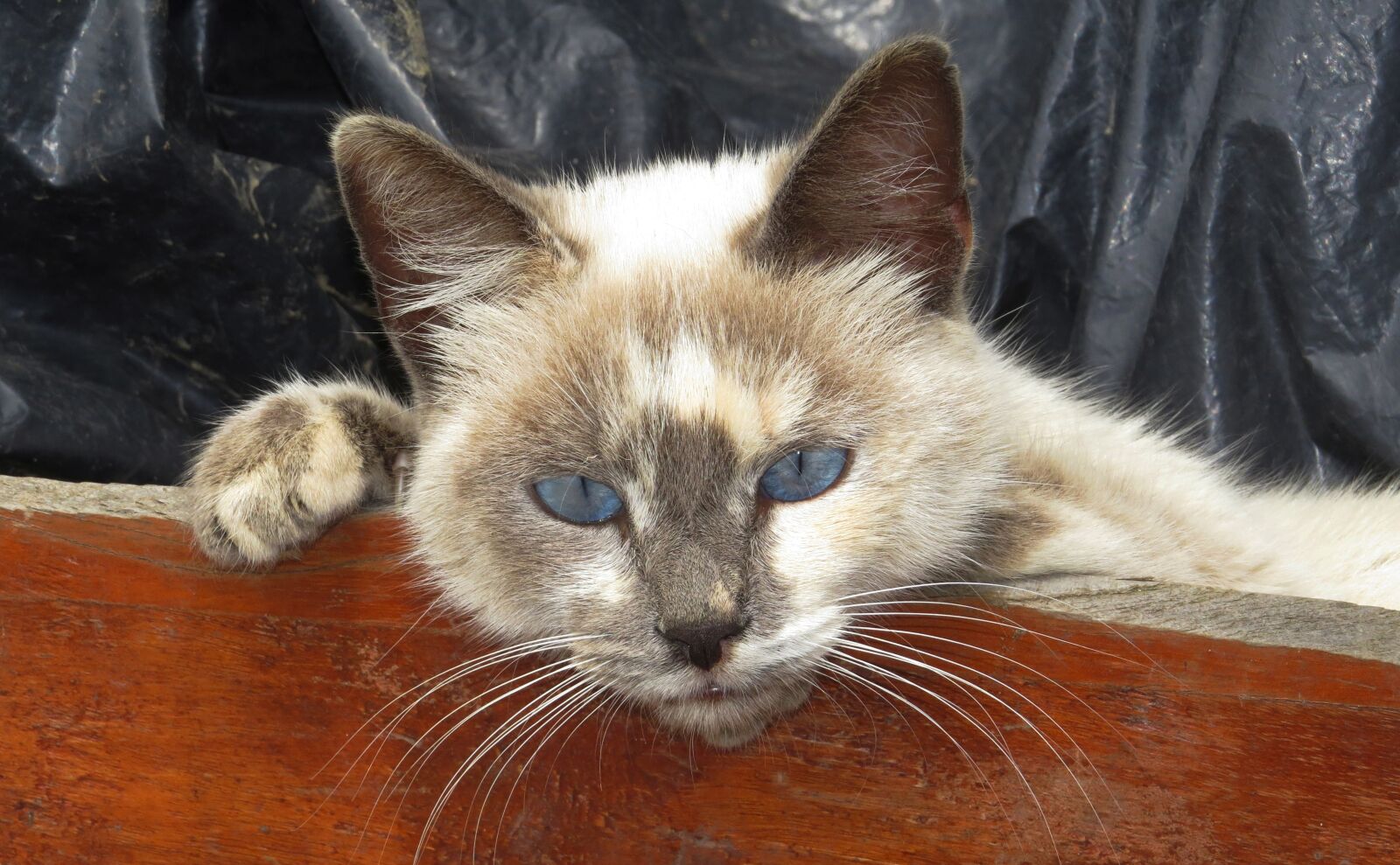 Canon PowerShot SX50 HS sample photo. Nature, feline, domestic cat photography