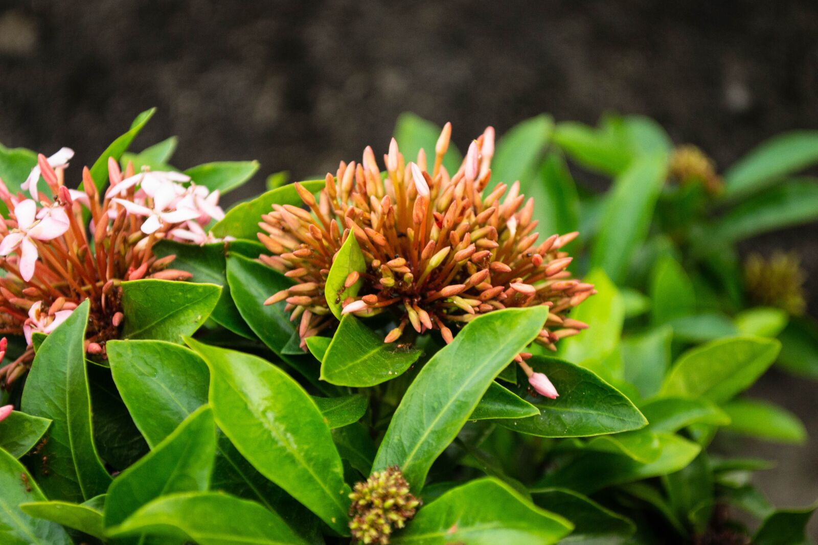 Nikon D3100 sample photo. Garden, nature, spring photography