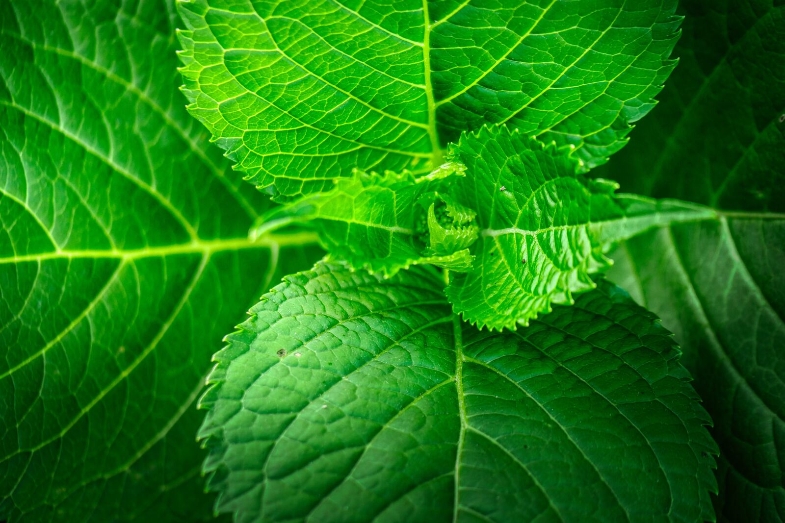 Panasonic Lumix DMC-GX8 sample photo. Leaf, grain, structure photography