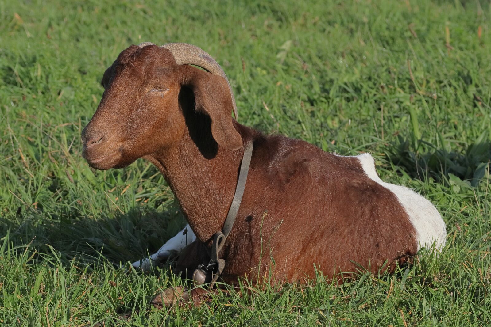 Canon EOS M50 (EOS Kiss M) sample photo. Goat, horned, boer goat photography