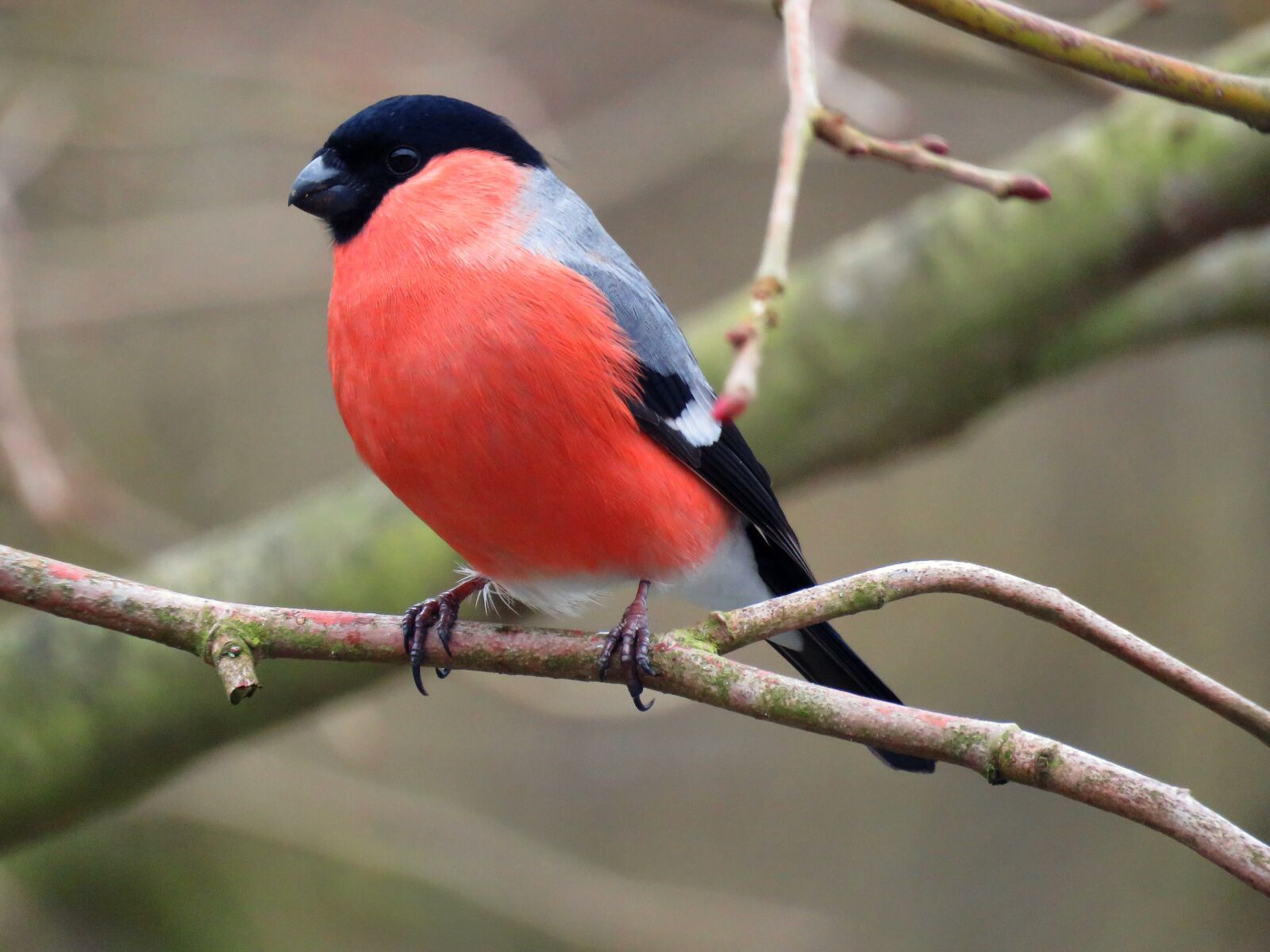 Canon PowerShot SX60 HS sample photo. Gimpel, bullfinch, males photography