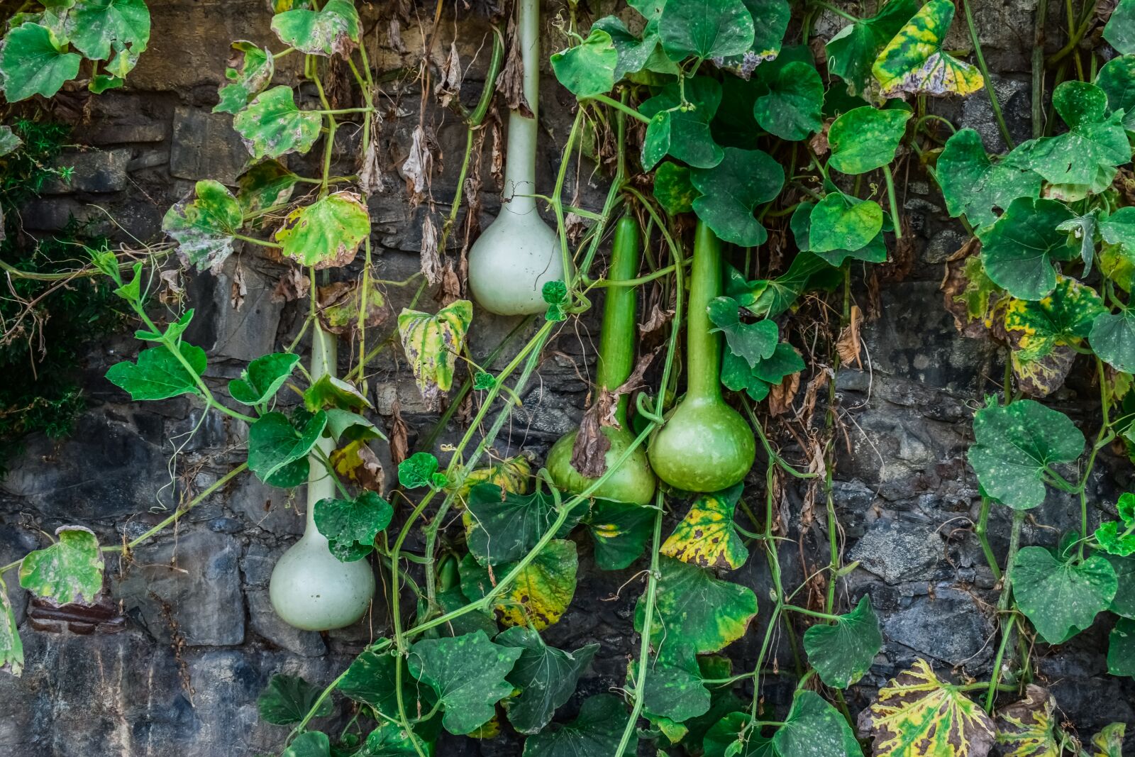 Nikon D3300 sample photo. Pumpkins, wall, village photography