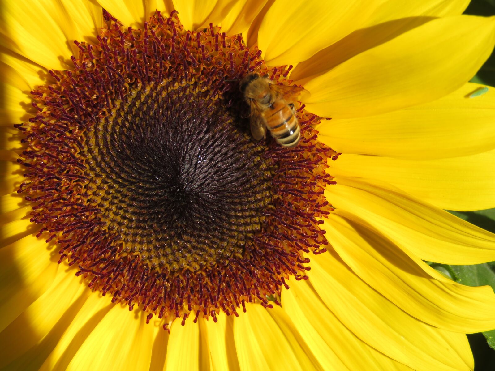 Canon PowerShot SX720 HS sample photo. Sunflower, bee, garden photography