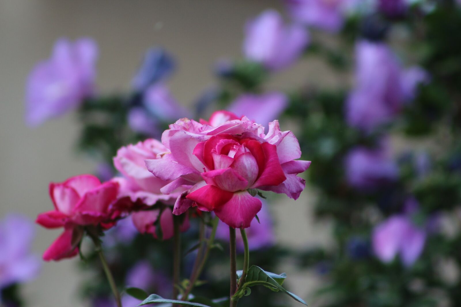 Canon EF75-300mm f/4-5.6 sample photo. Flower, nature, blossom photography