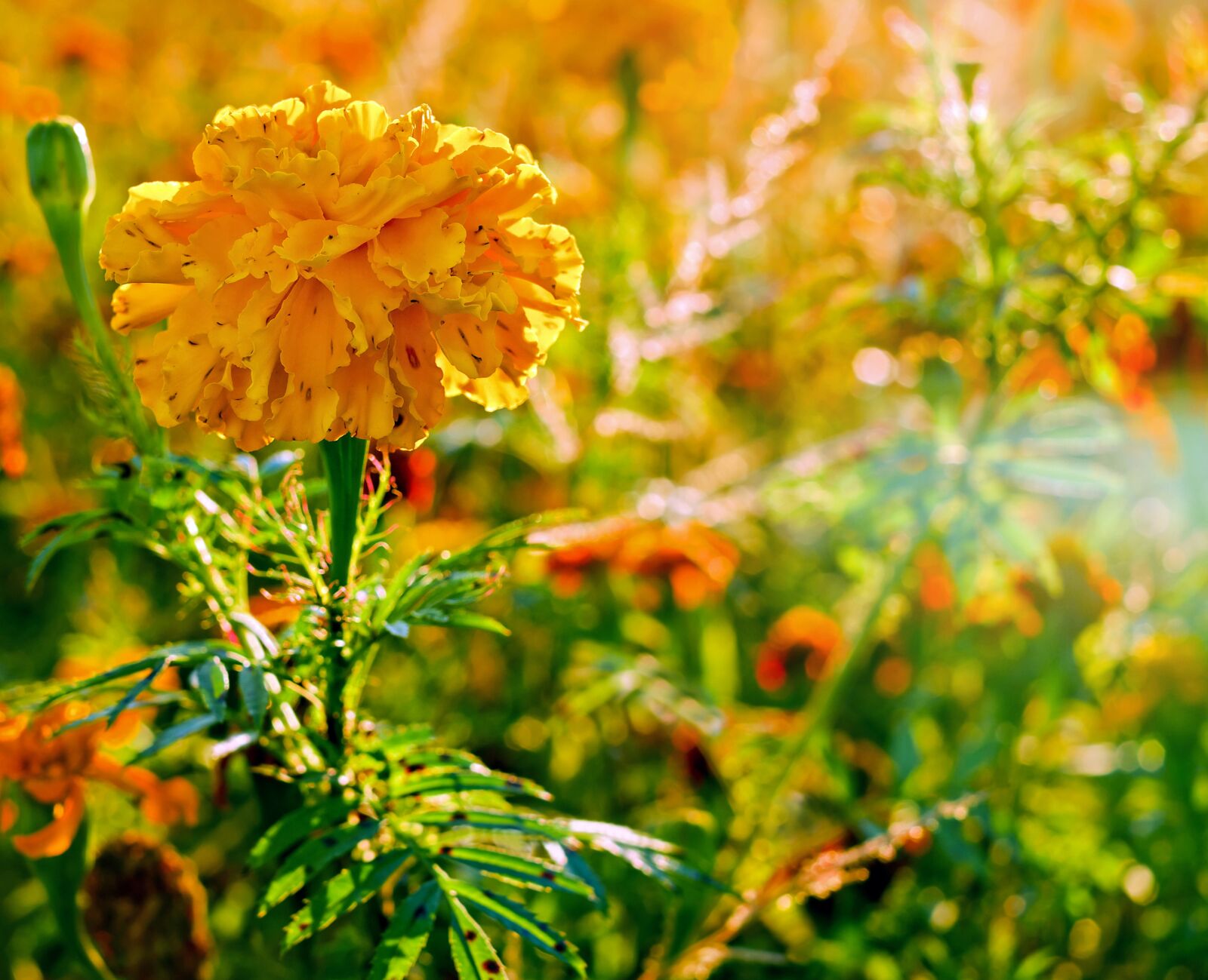 Fujifilm X-T10 + Fujifilm XF 35mm F1.4 R sample photo. Marigold, flower, asteraceae photography