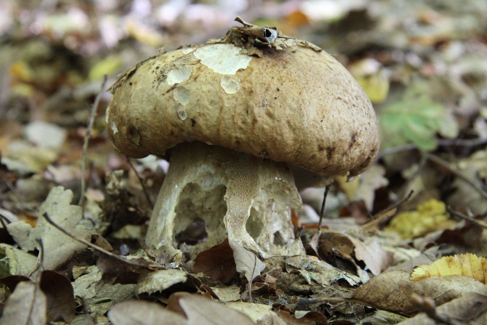 Canon EF-S 17-85mm F4-5.6 IS USM sample photo. Mushroom, grey, brown photography
