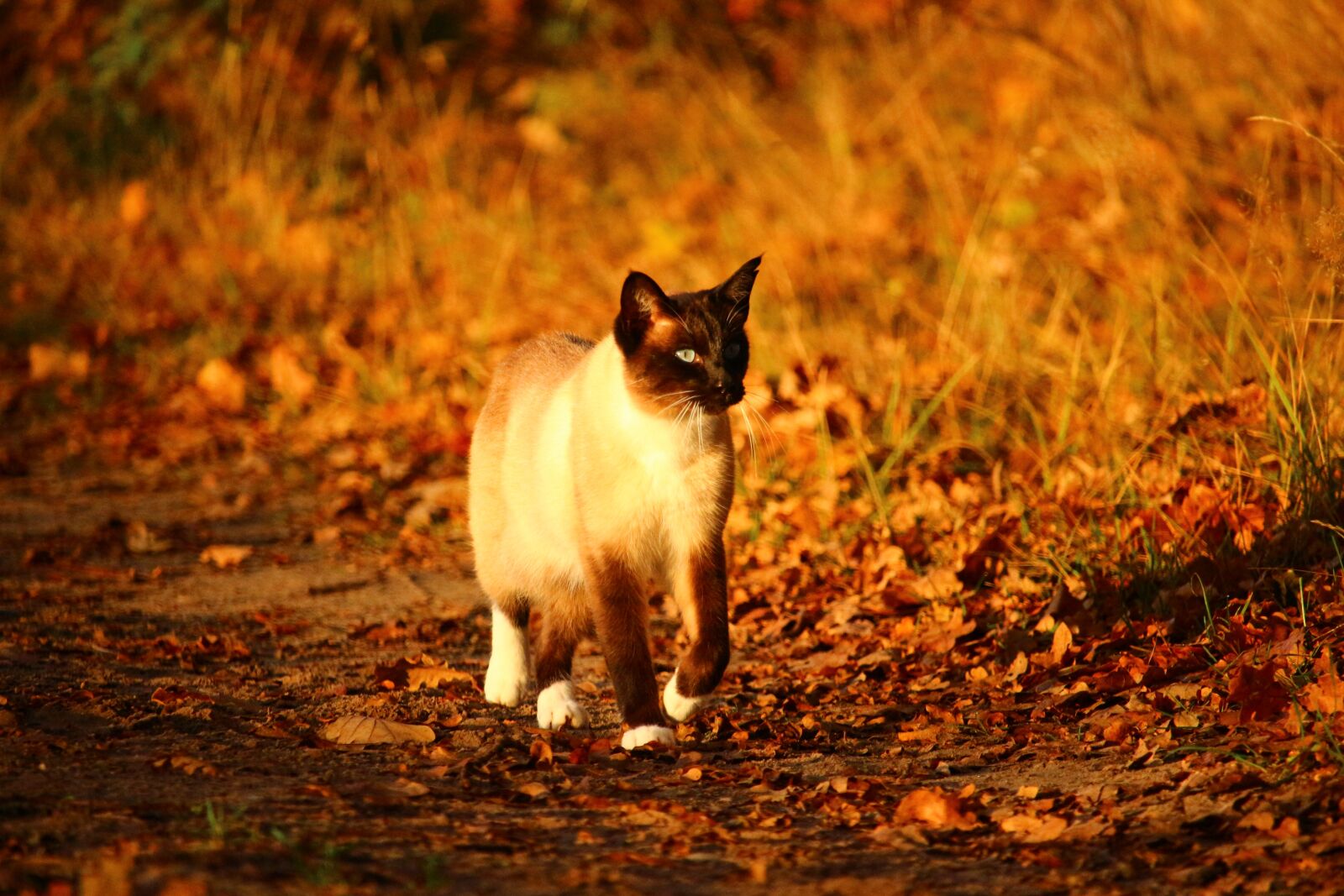 Canon EOS 100D (EOS Rebel SL1 / EOS Kiss X7) sample photo. Cat, mieze, kitten photography