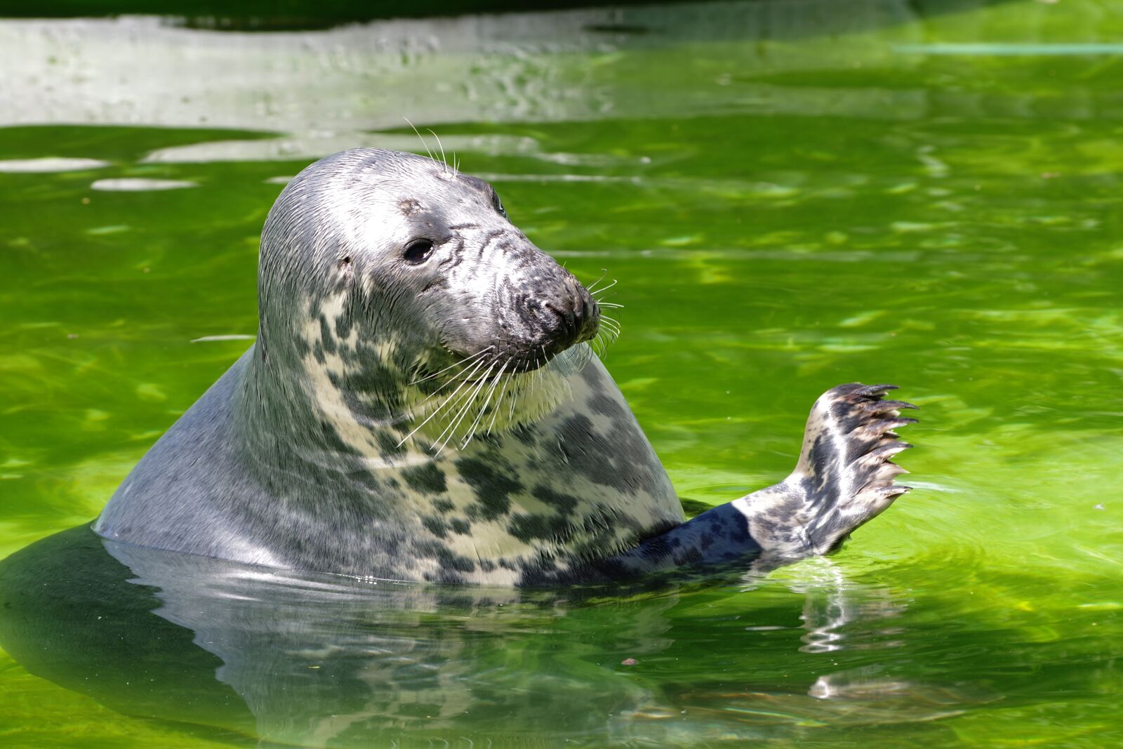Pentax K-1 sample photo. Grey seal, halichoerus grypus photography
