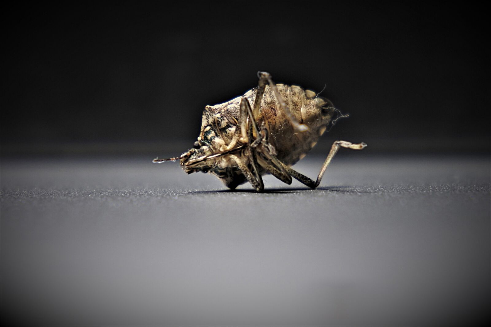 Nikon 1 J5 sample photo. Bedbugs, insect, close up photography