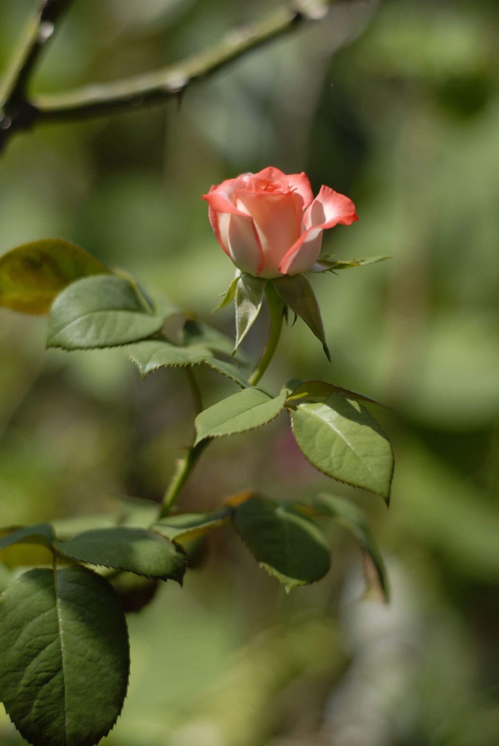 Nikon D200 sample photo. Pink rose, flowers, regional photography