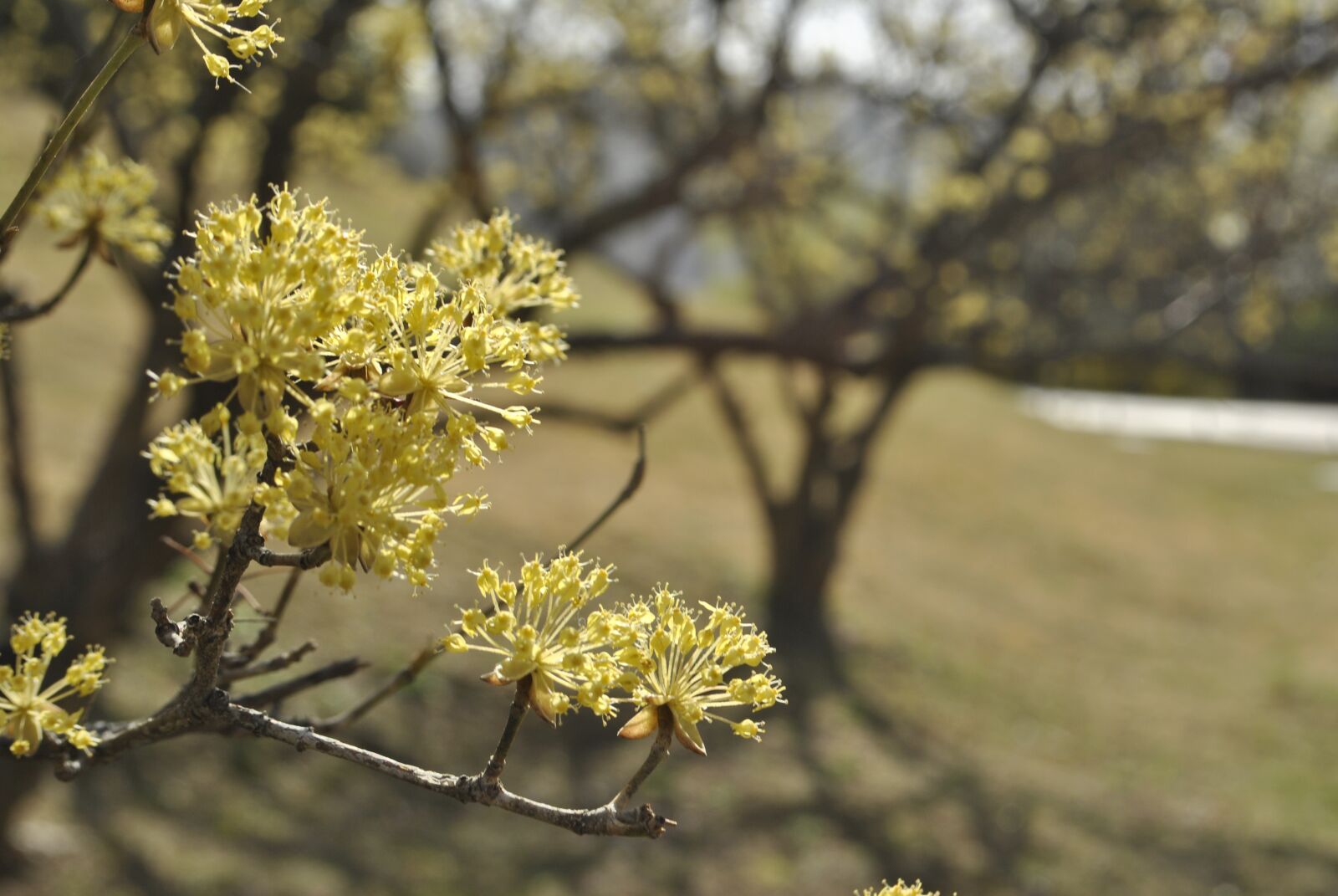 Nikon D3000 sample photo. Cornus, flowers, yellow photography