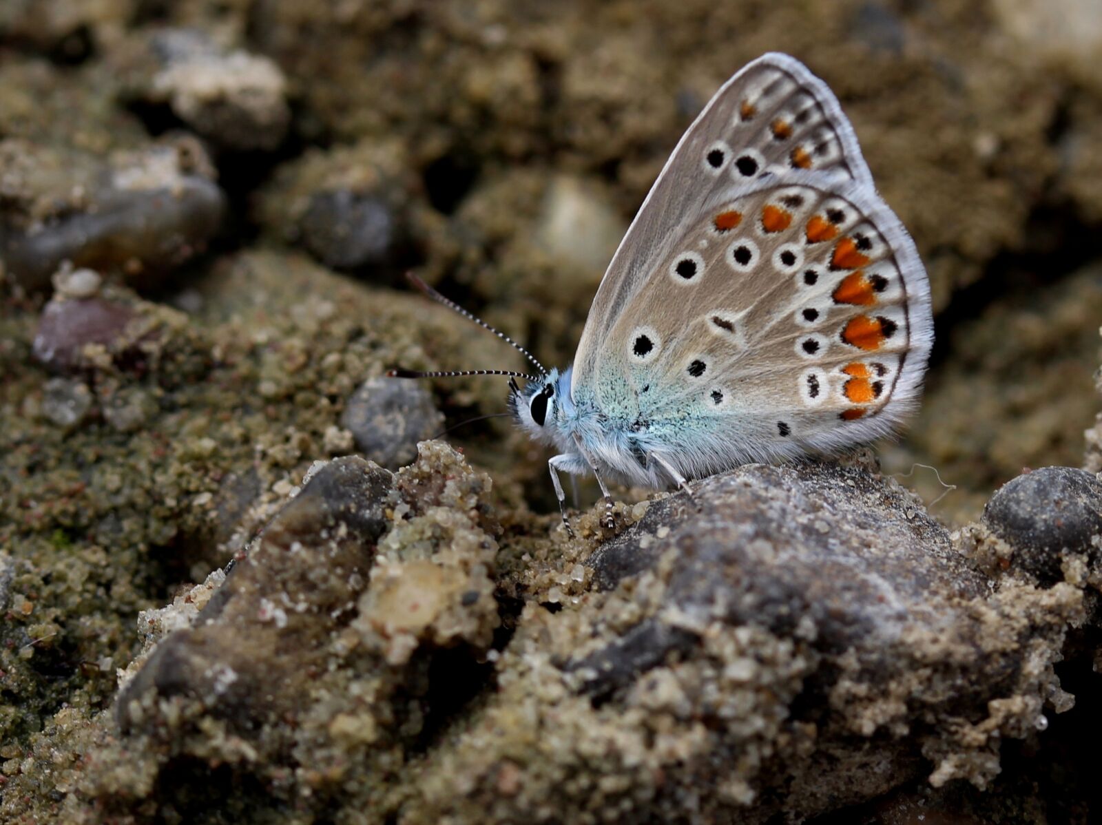 Canon EF-S 60mm F2.8 Macro USM sample photo. Butterfly, blue, insecta photography